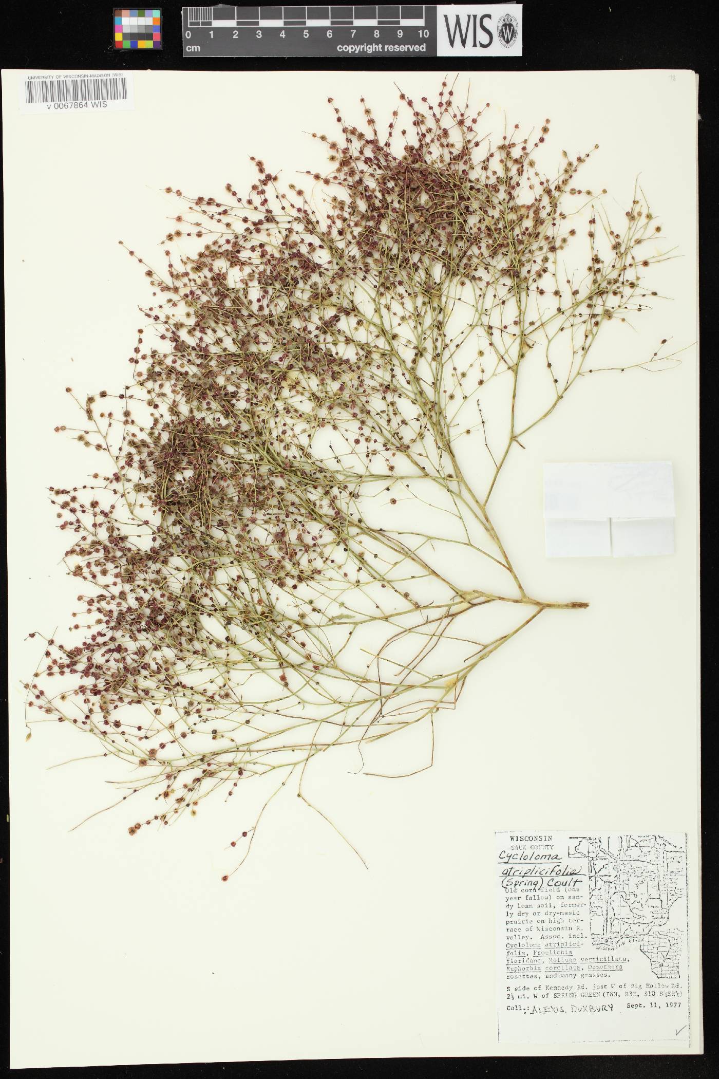 Cycloloma atriplicifolium image