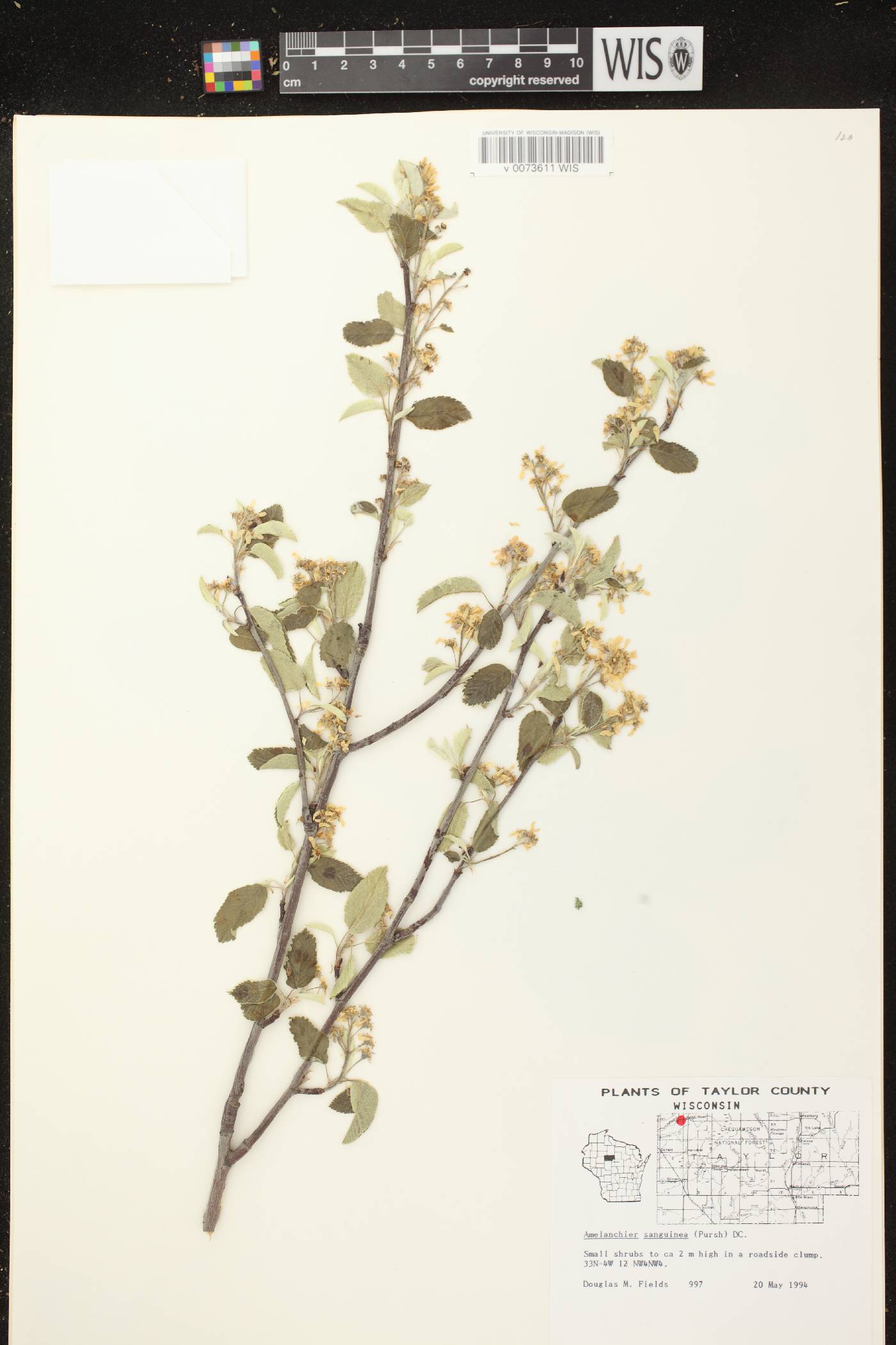 Amelanchier sanguinea image