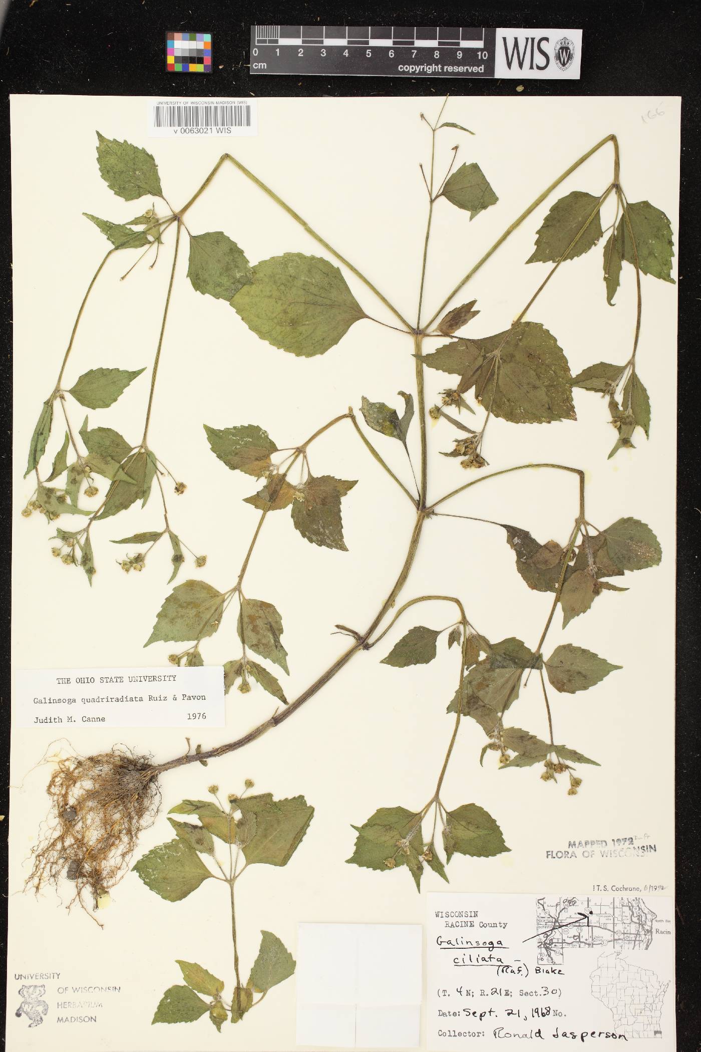Galinsoga quadriradiata image