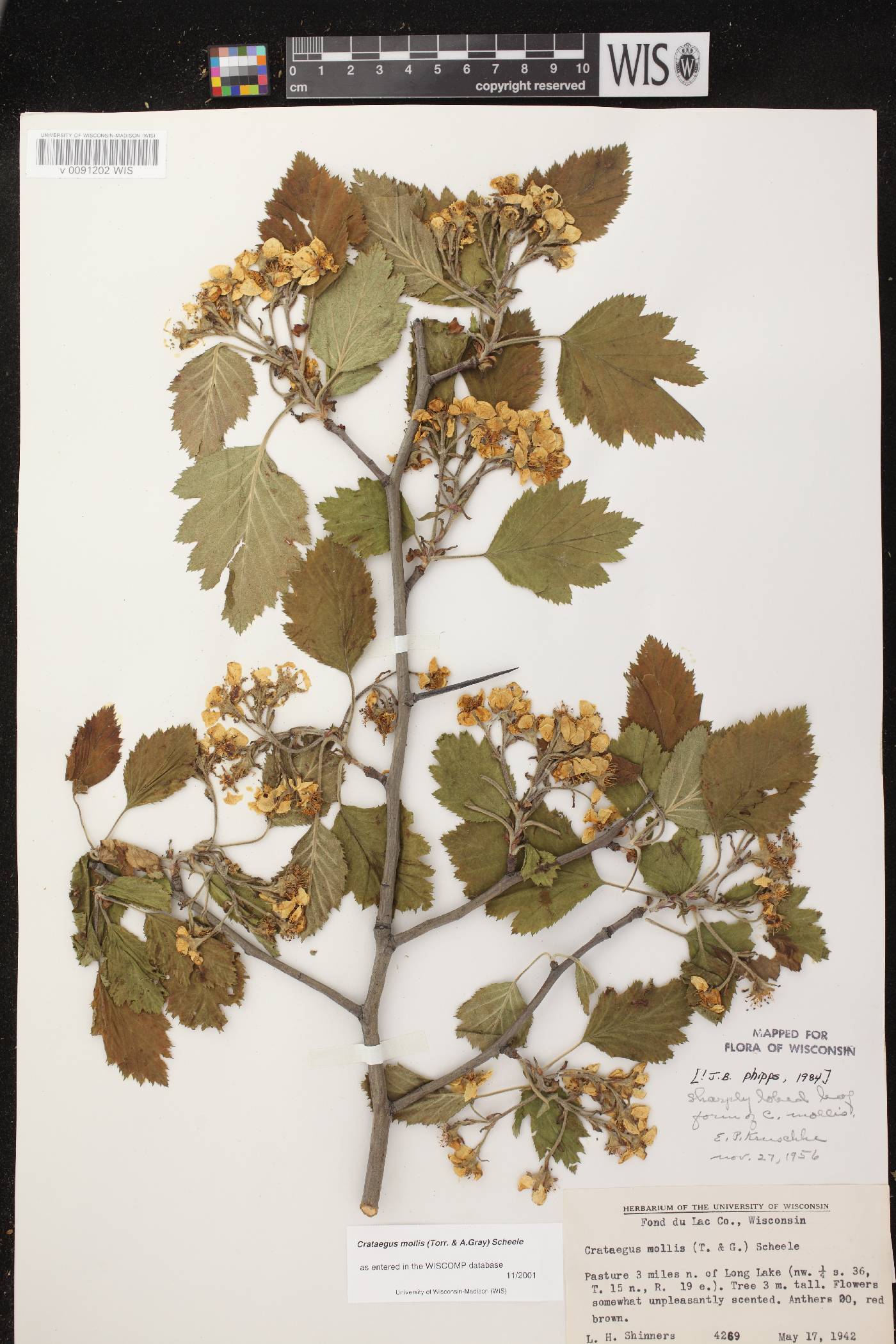 Crataegus mollis image
