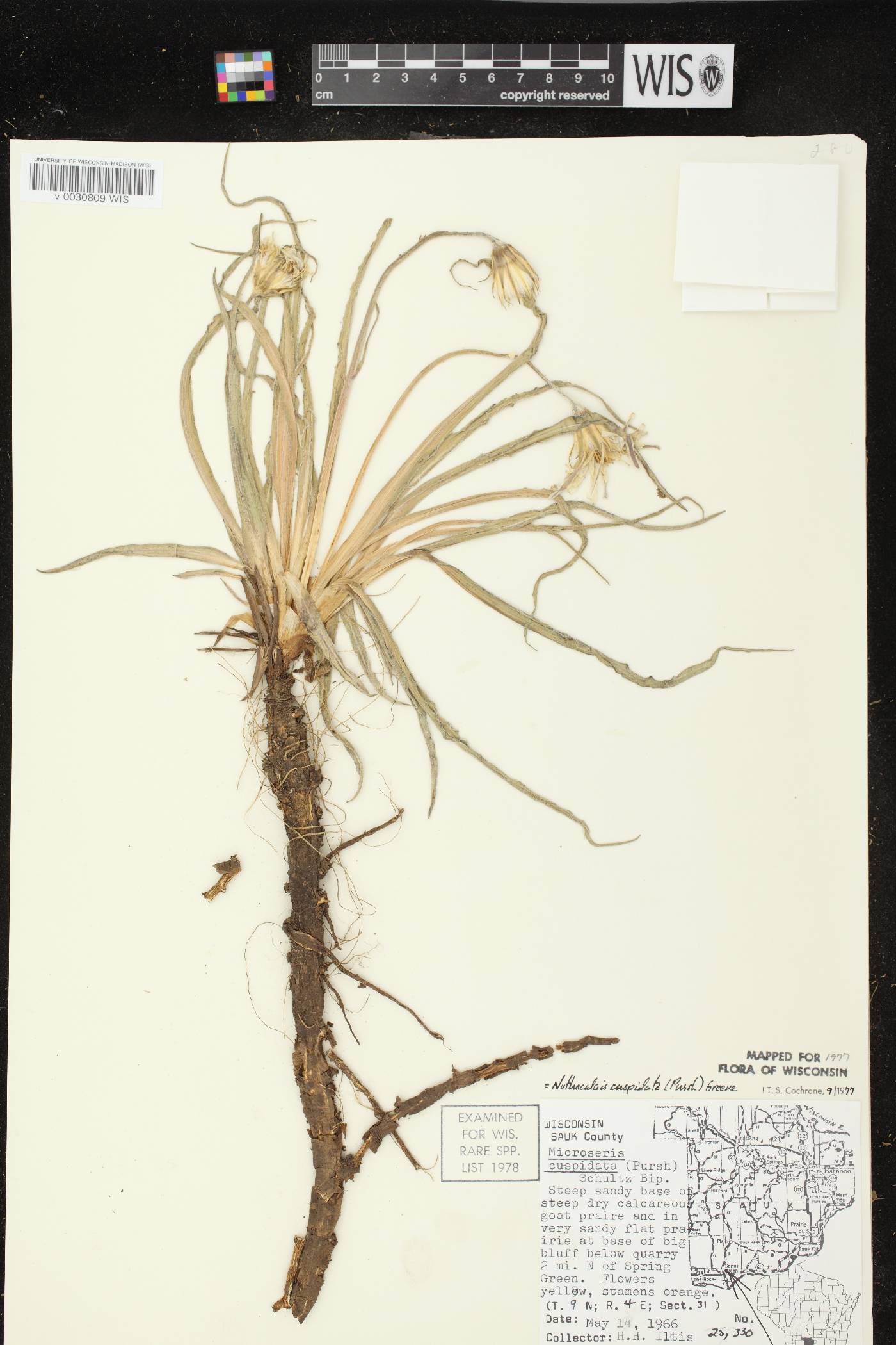 Nothocalais cuspidata image
