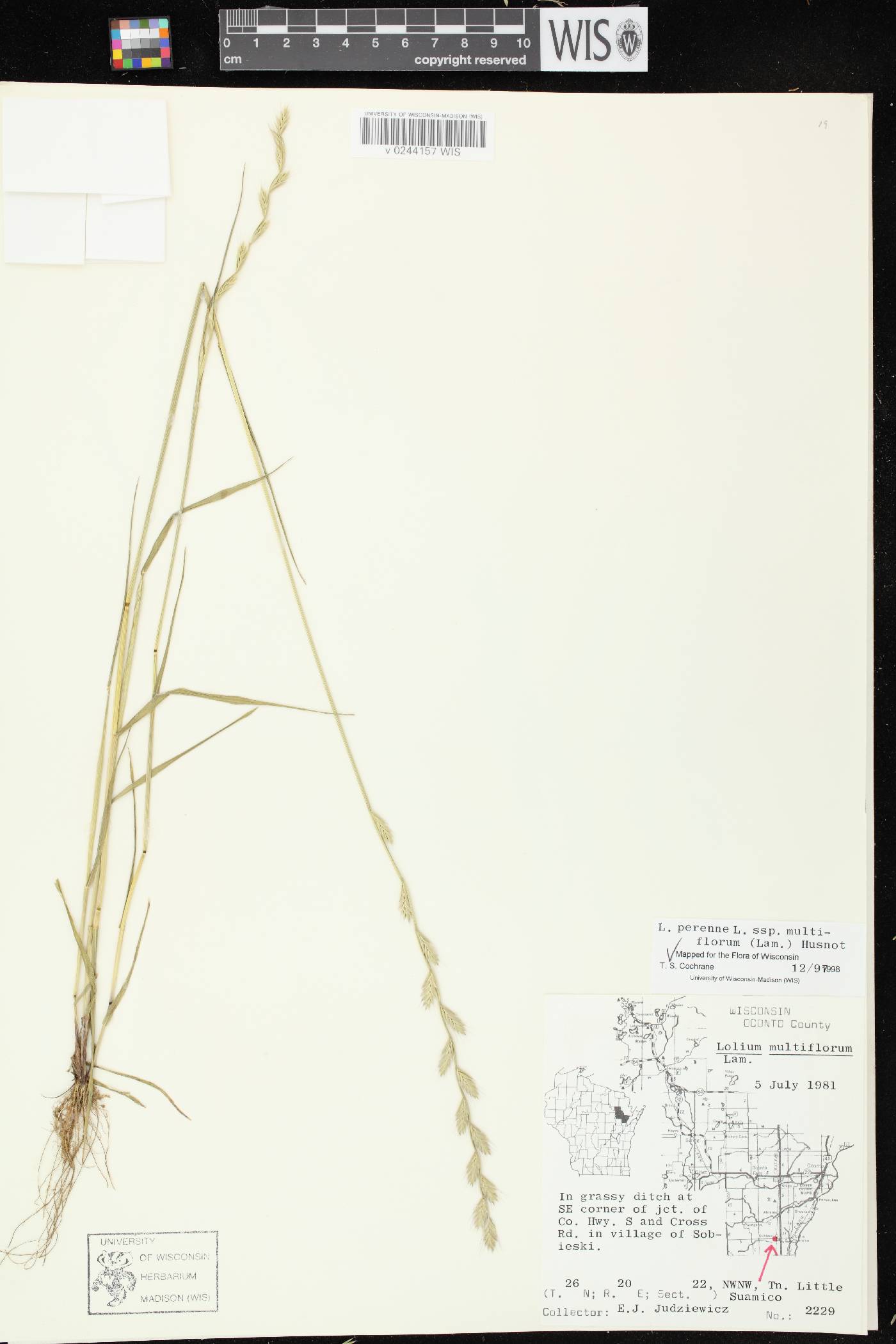 Lolium perenne subsp. multiflorum image