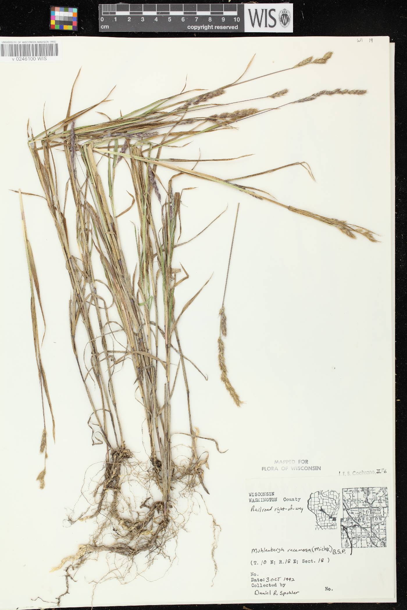 Muhlenbergia racemosa image
