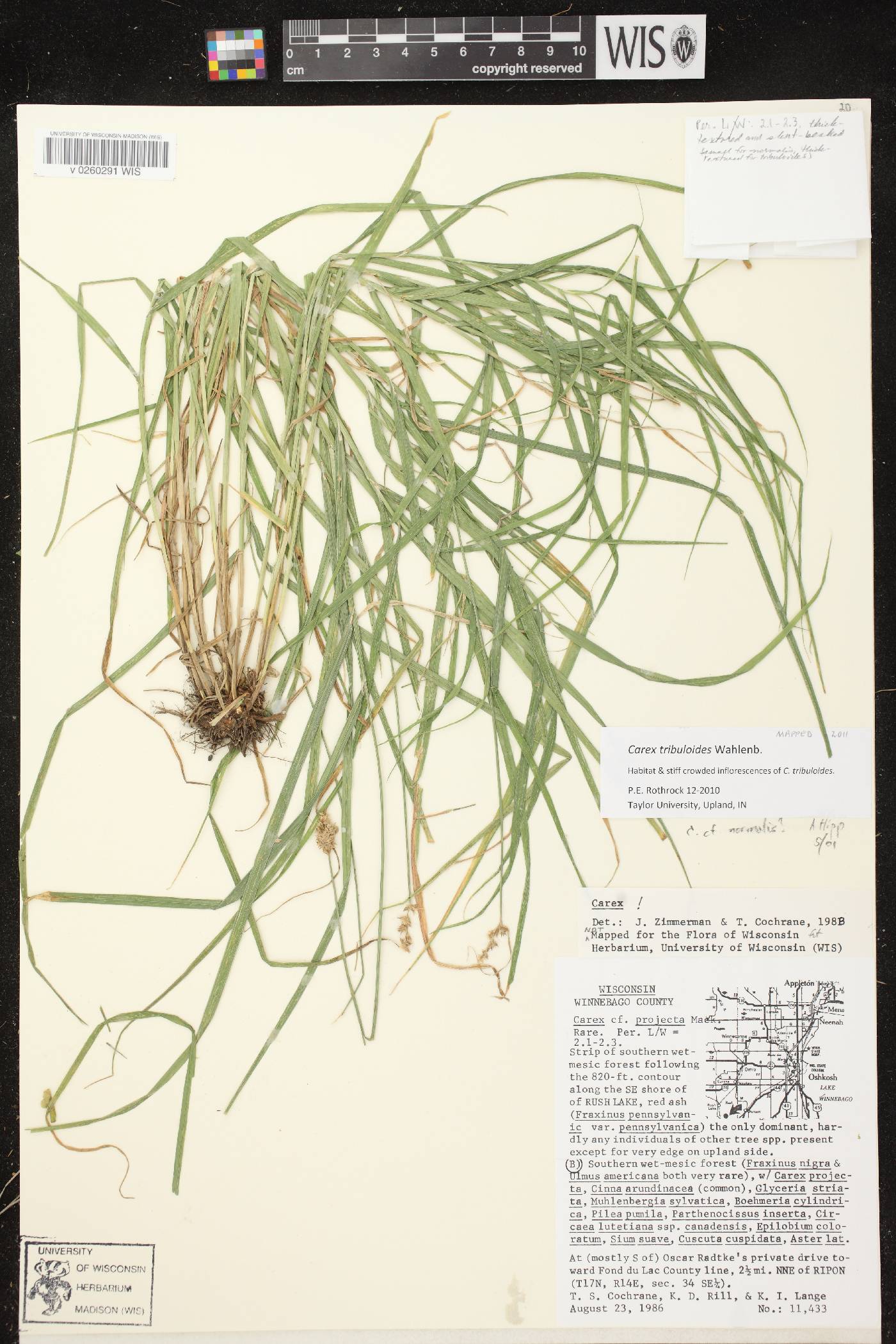 Carex tribuloides var. tribuloides image