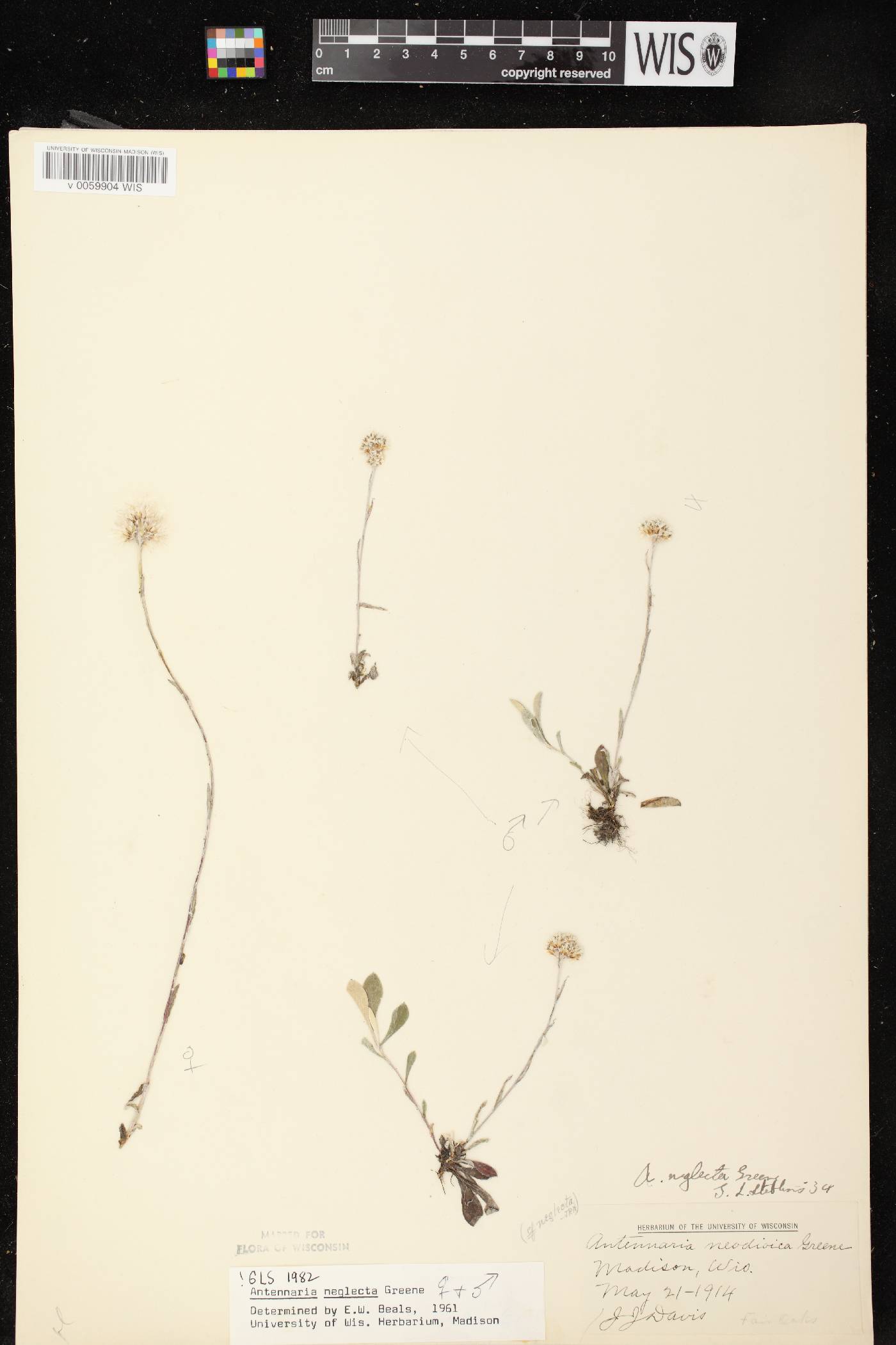 Antennaria neglecta image