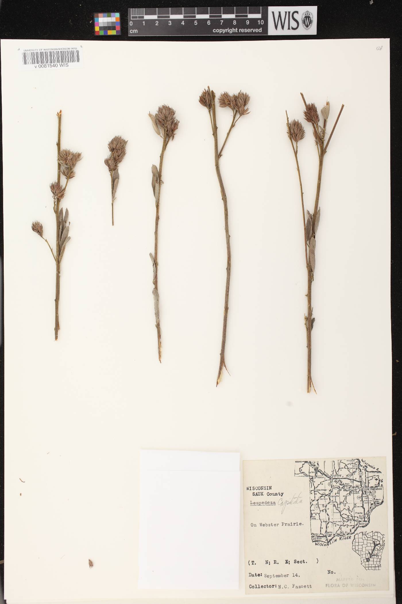 Lespedeza capitata image