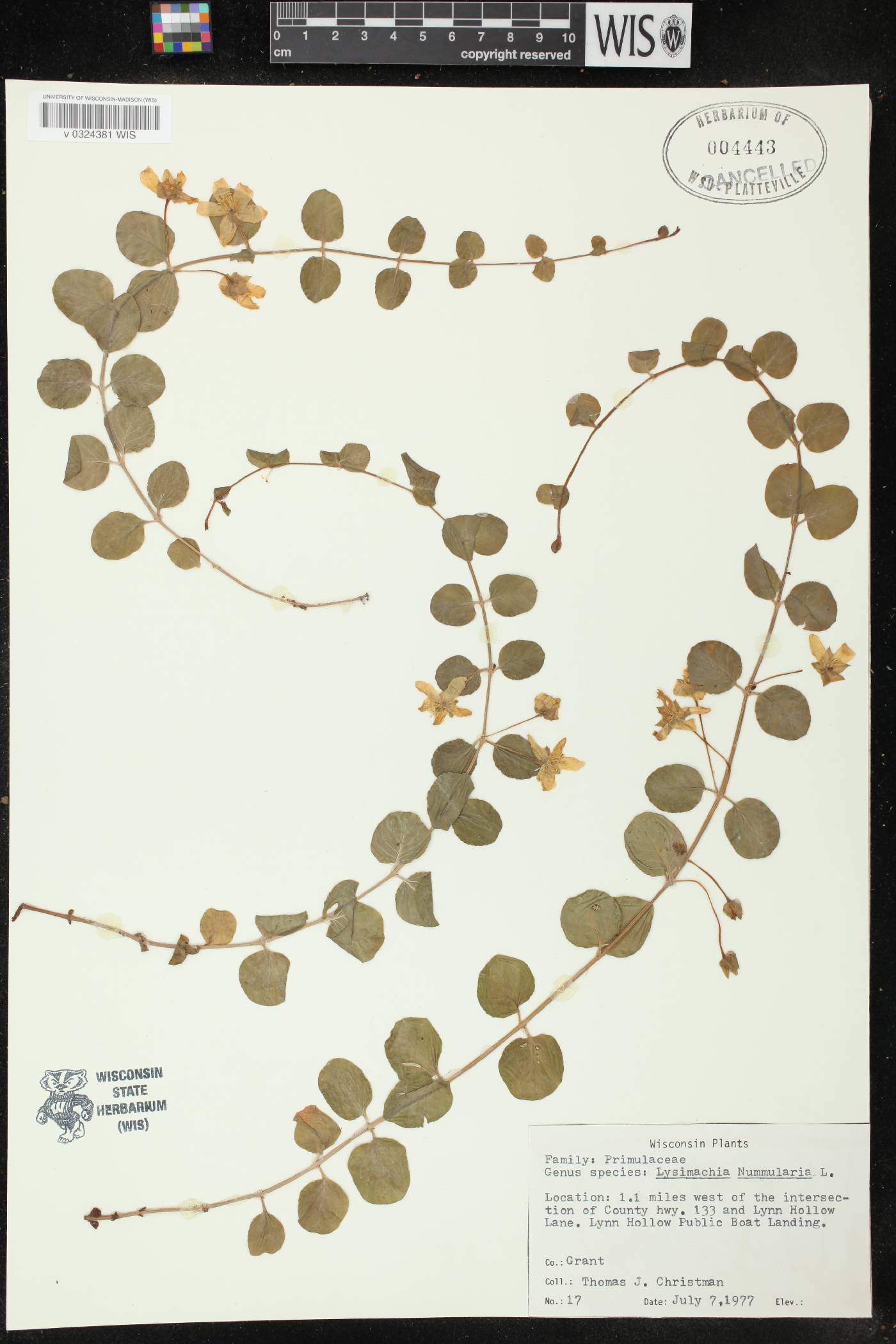 Lysimachia nummularia image