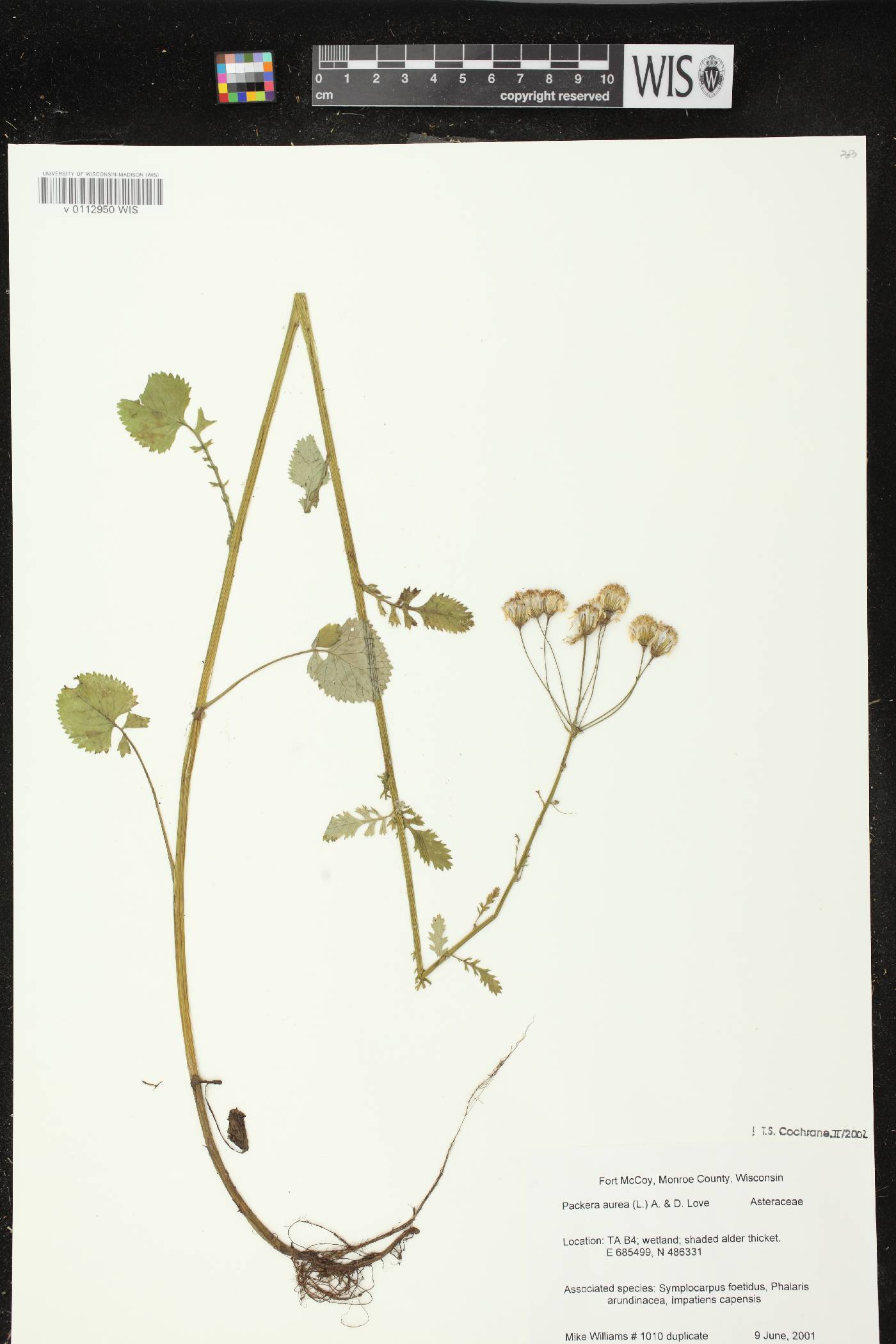 Packera aurea image