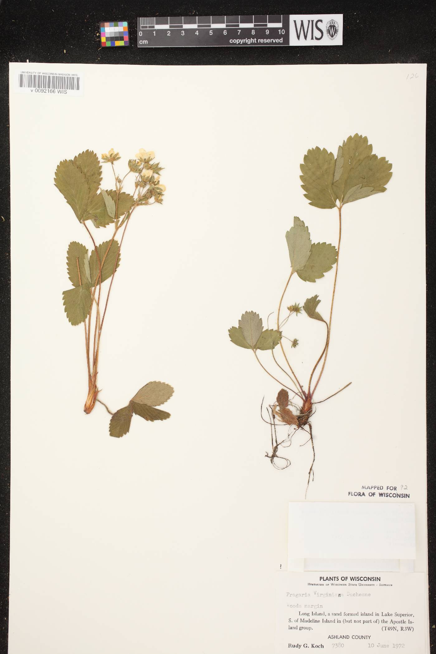 Fragaria virginiana image