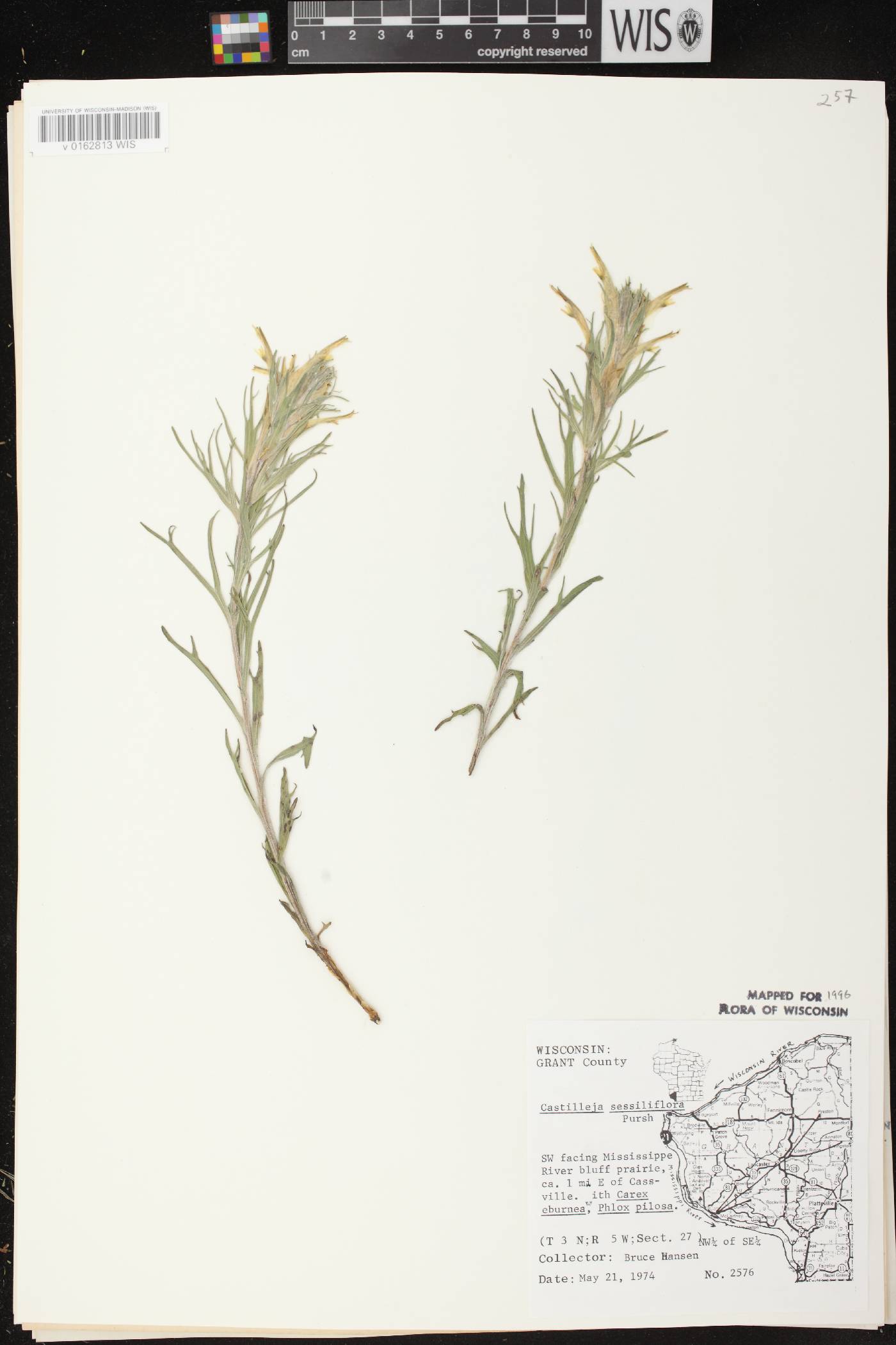 Castilleja sessiliflora image