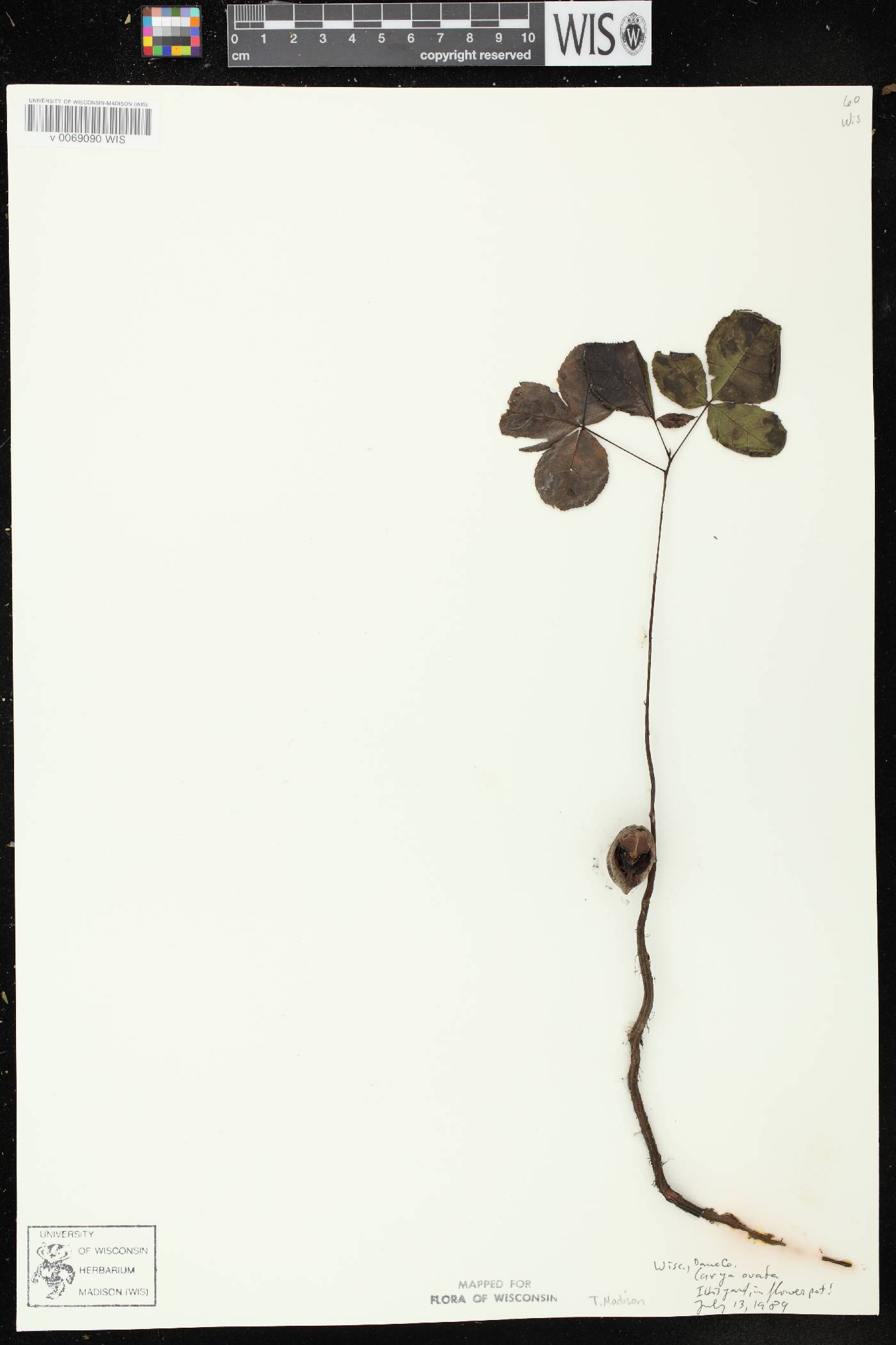 Carya ovata image