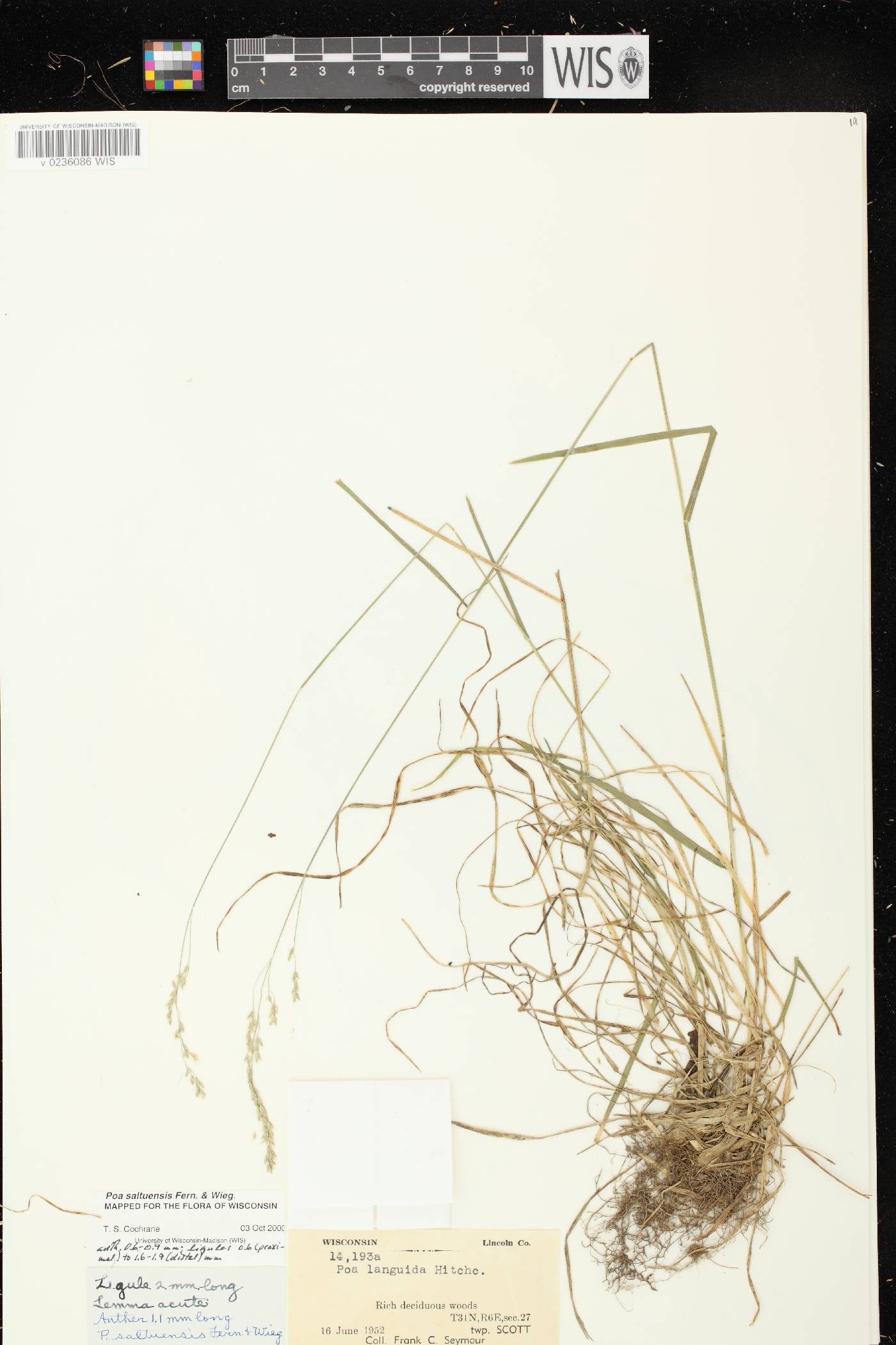 Poa saltuensis image