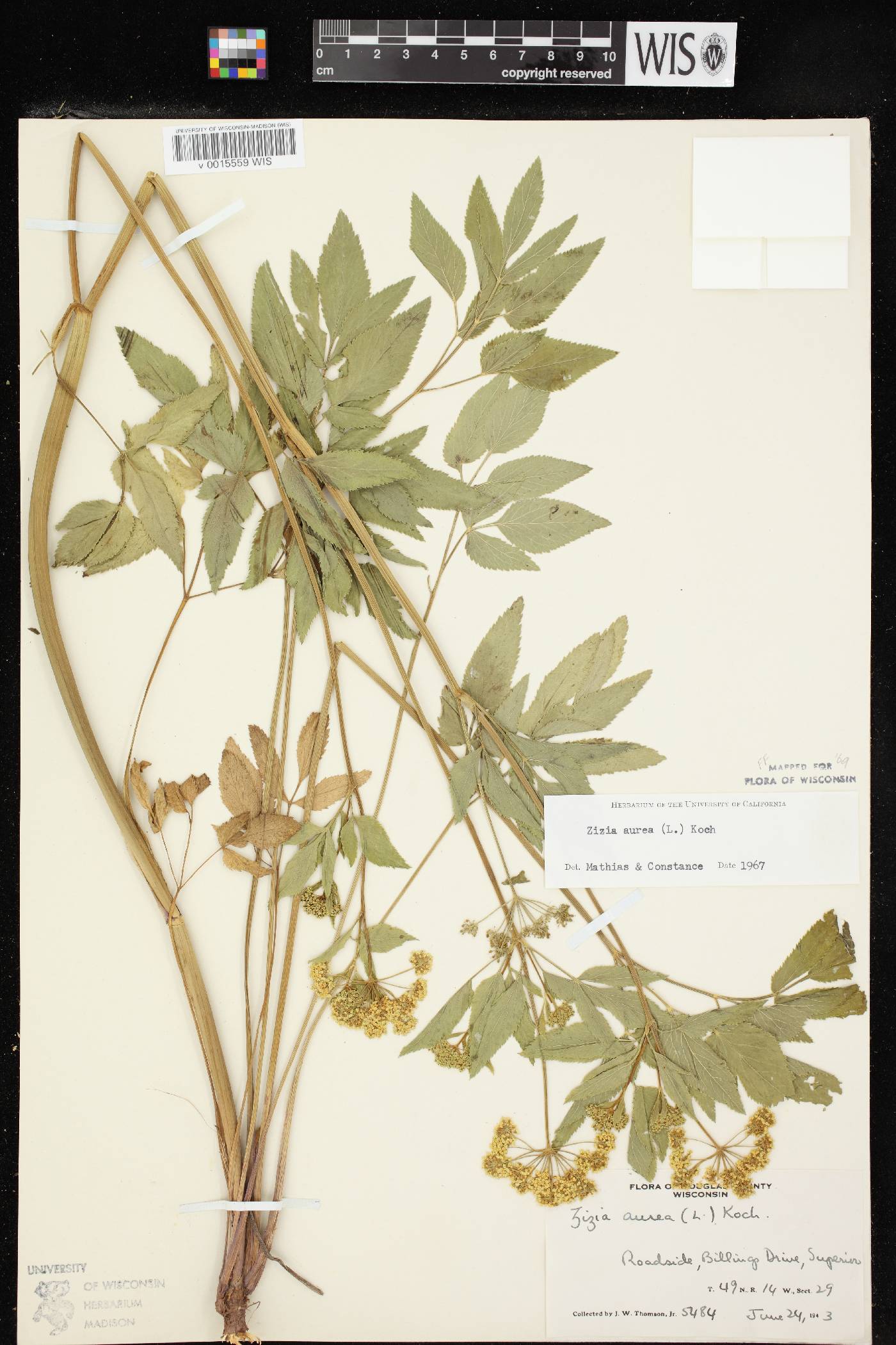 Zizia aurea image