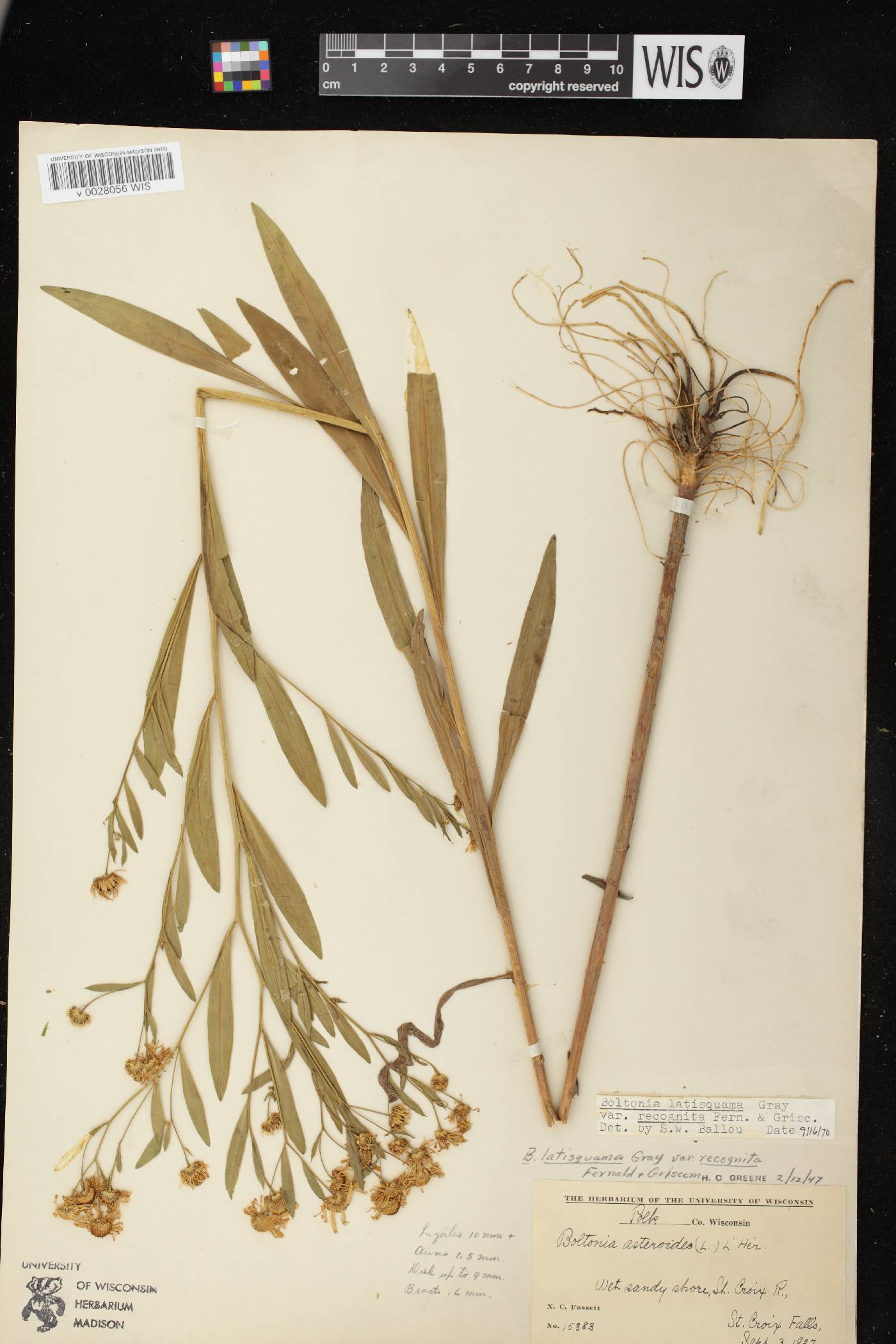 Boltonia asteroides var. recognita image