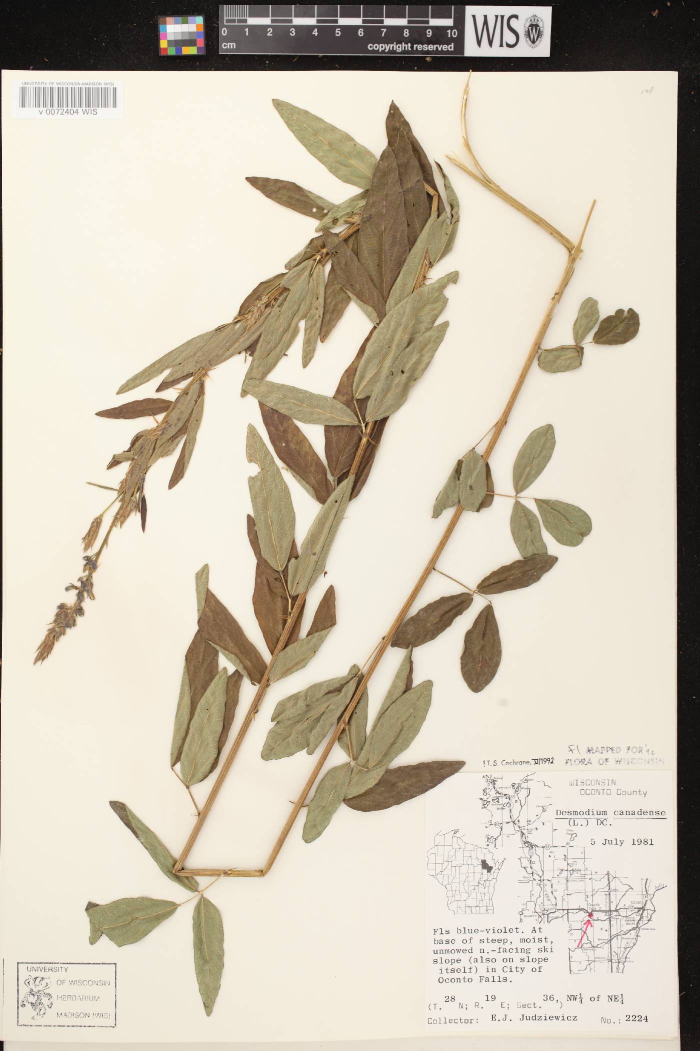 Desmodium canadense image