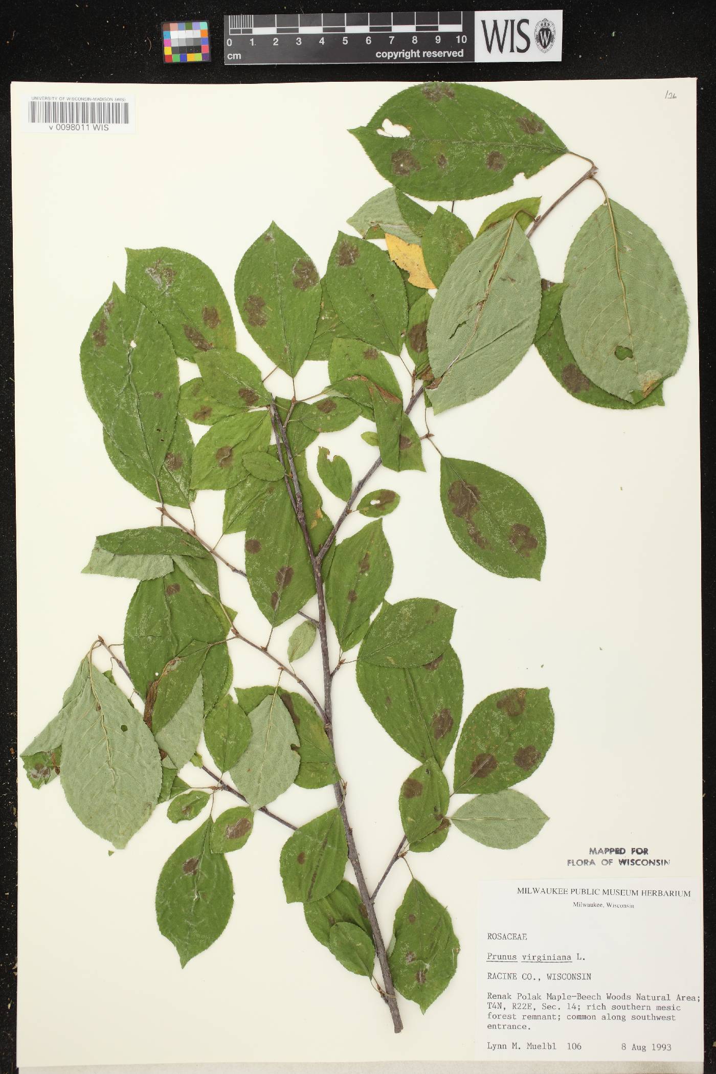 Prunus virginiana image