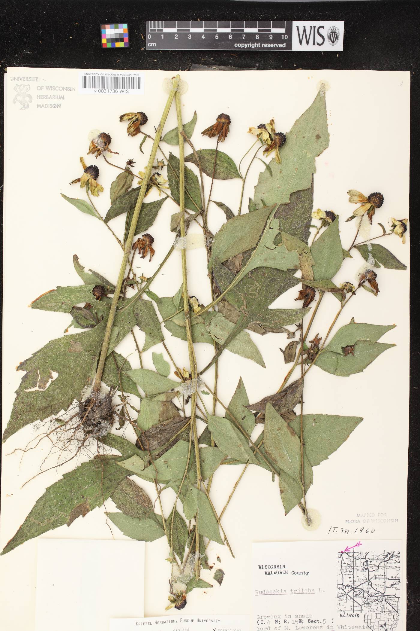 Rudbeckia triloba image