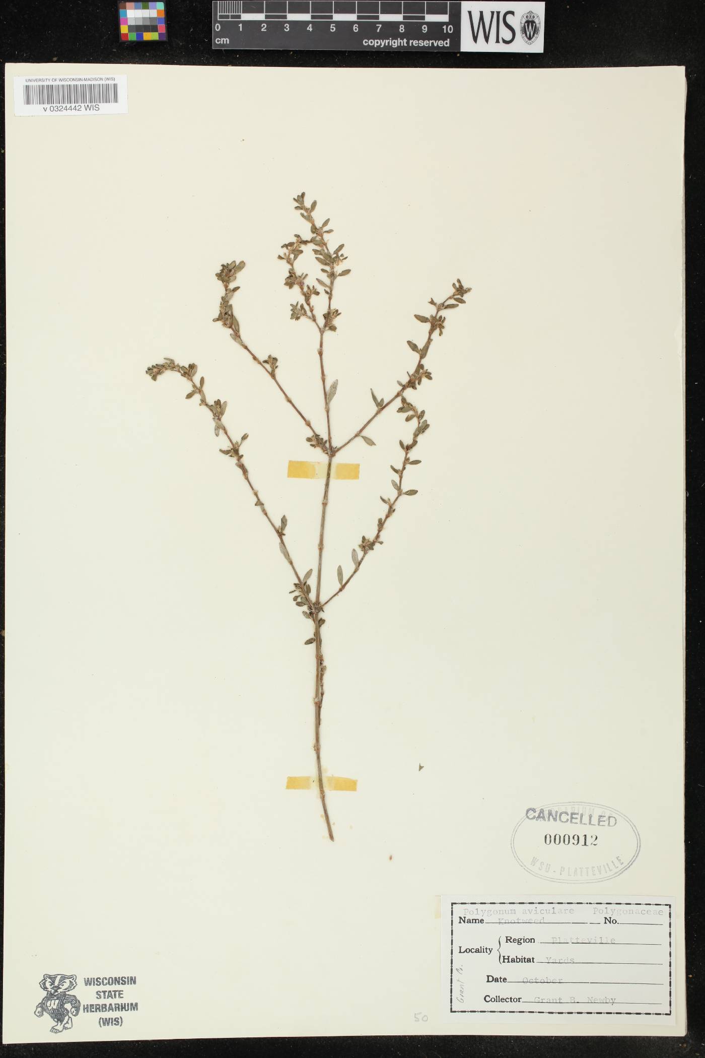 Polygonum aviculare image
