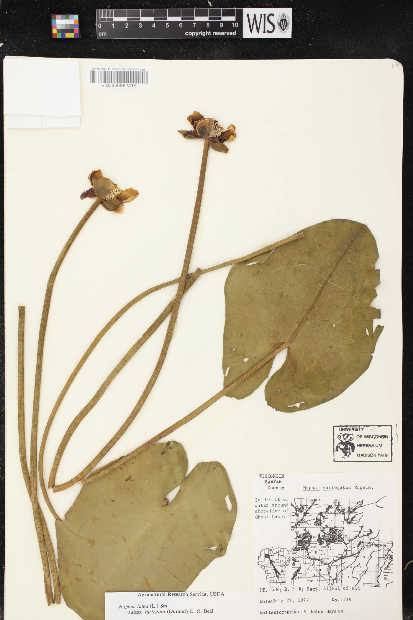 Nuphar variegata image