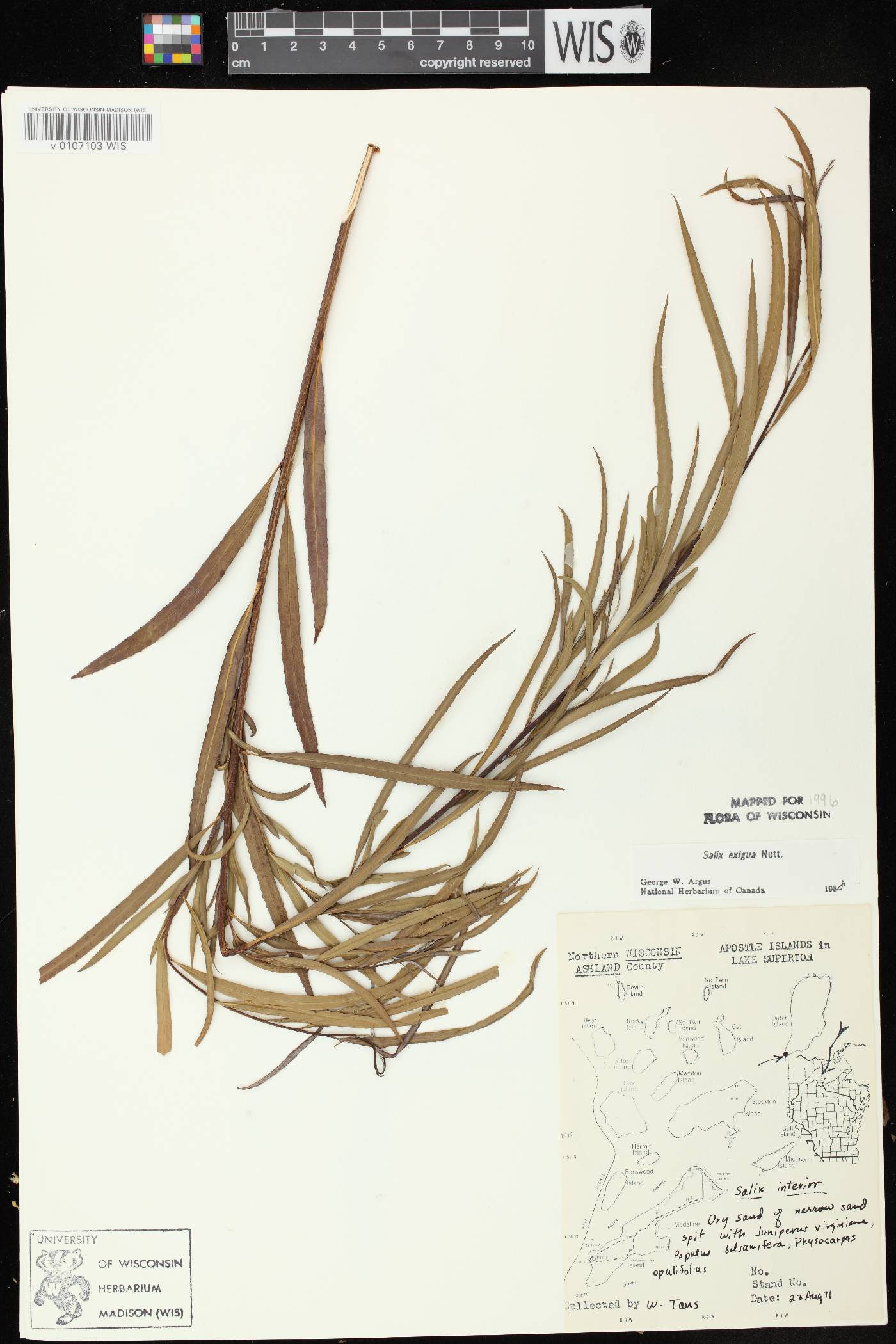 Salix interior image