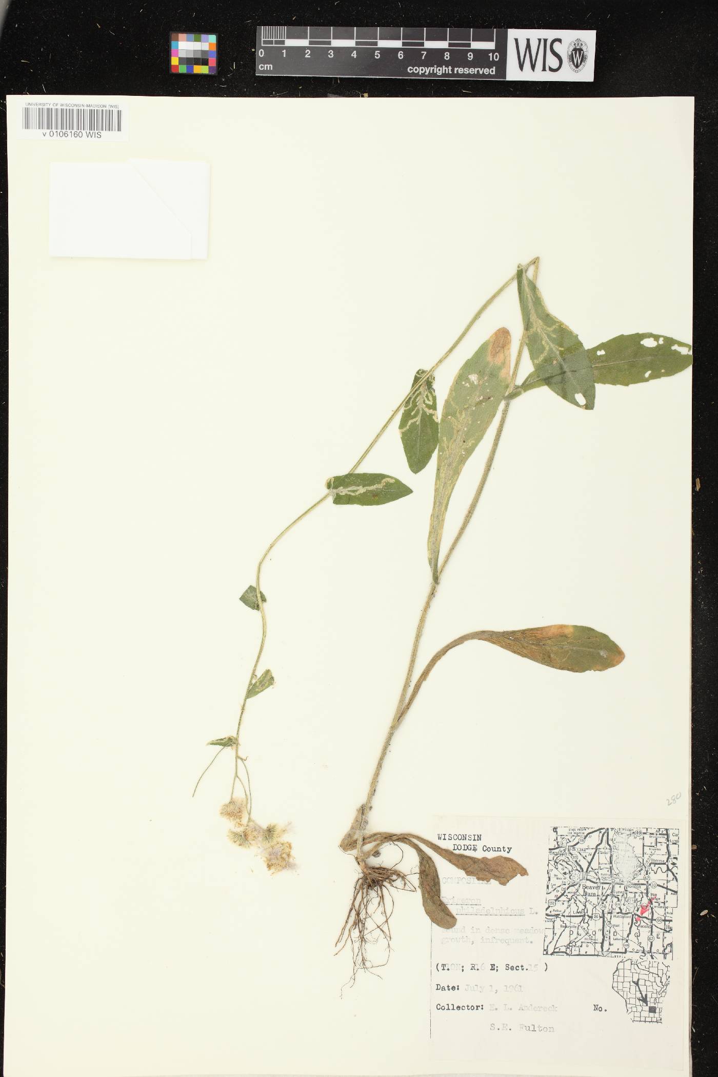 Erigeron philadelphicus var. philadelphicus image