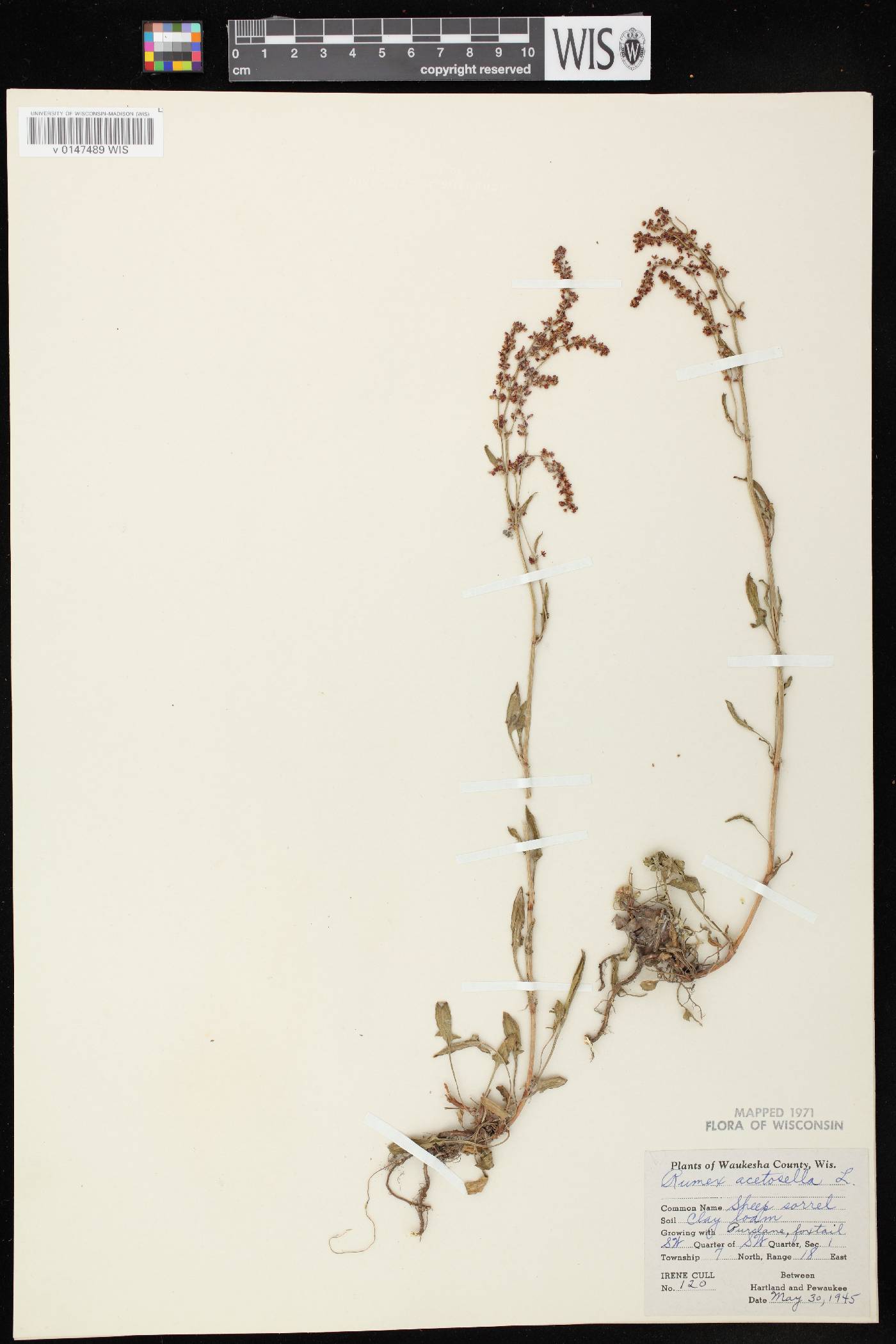 Rumex acetosella image