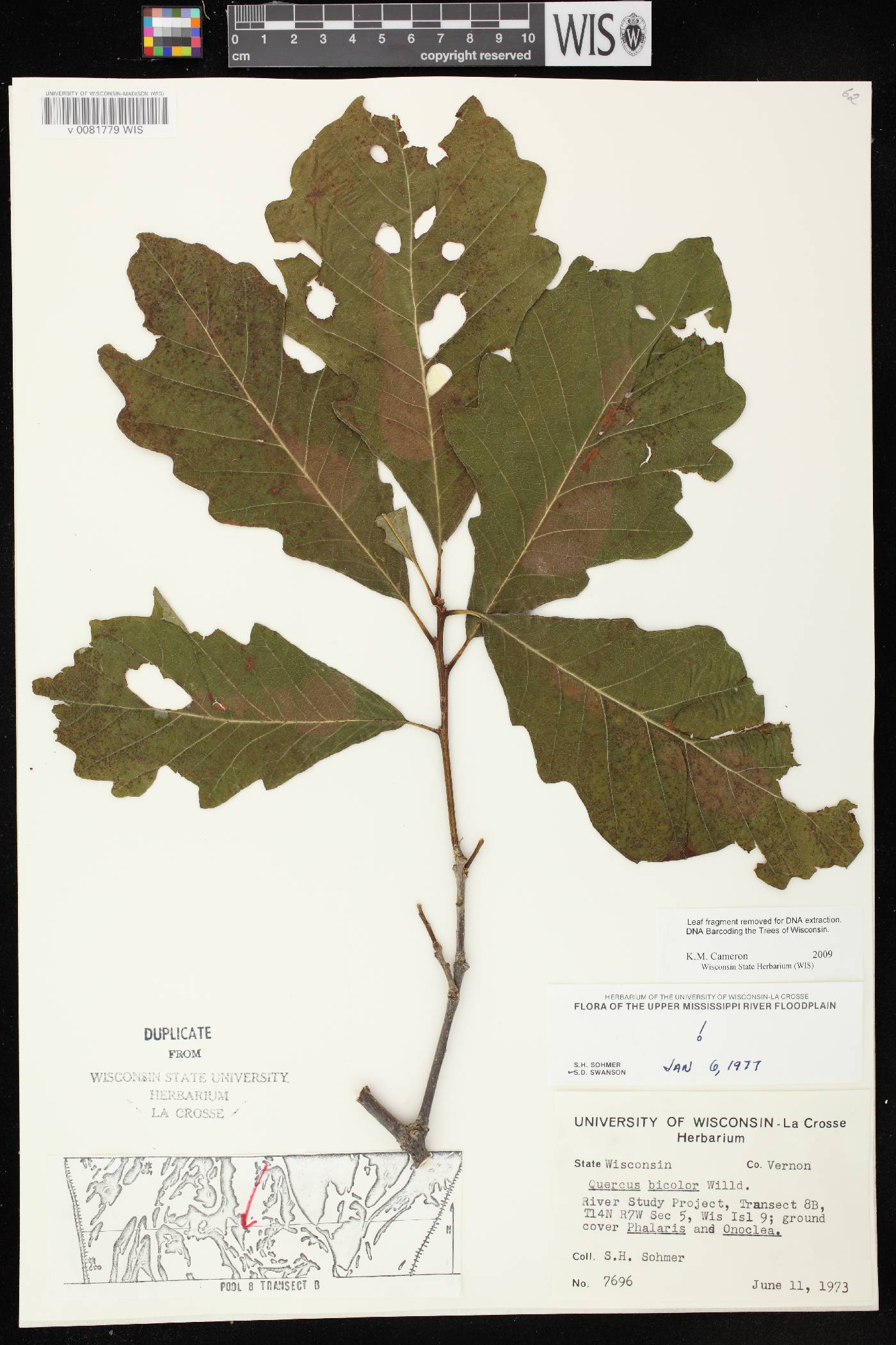 Quercus bicolor image