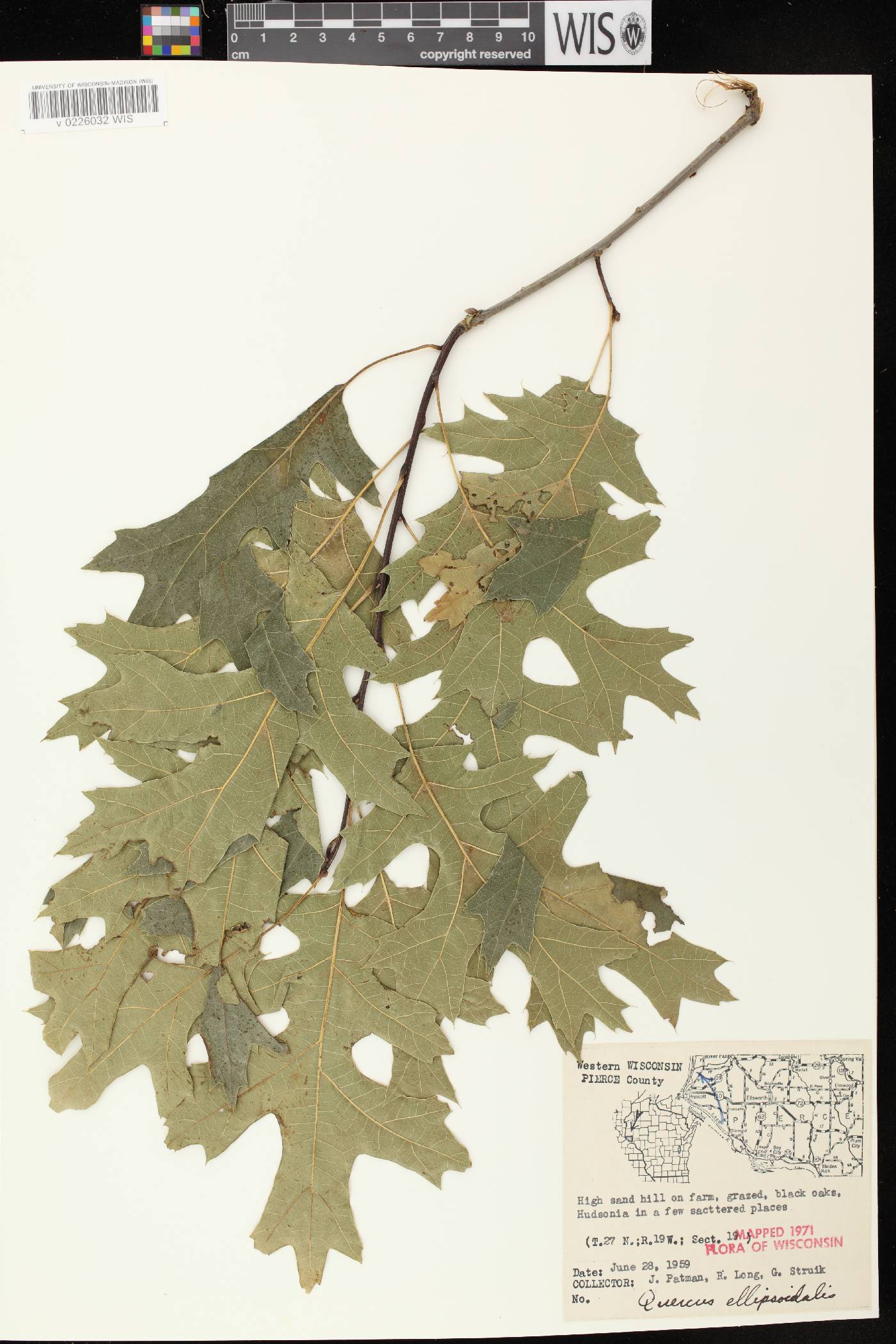 Quercus ellipsoidalis image