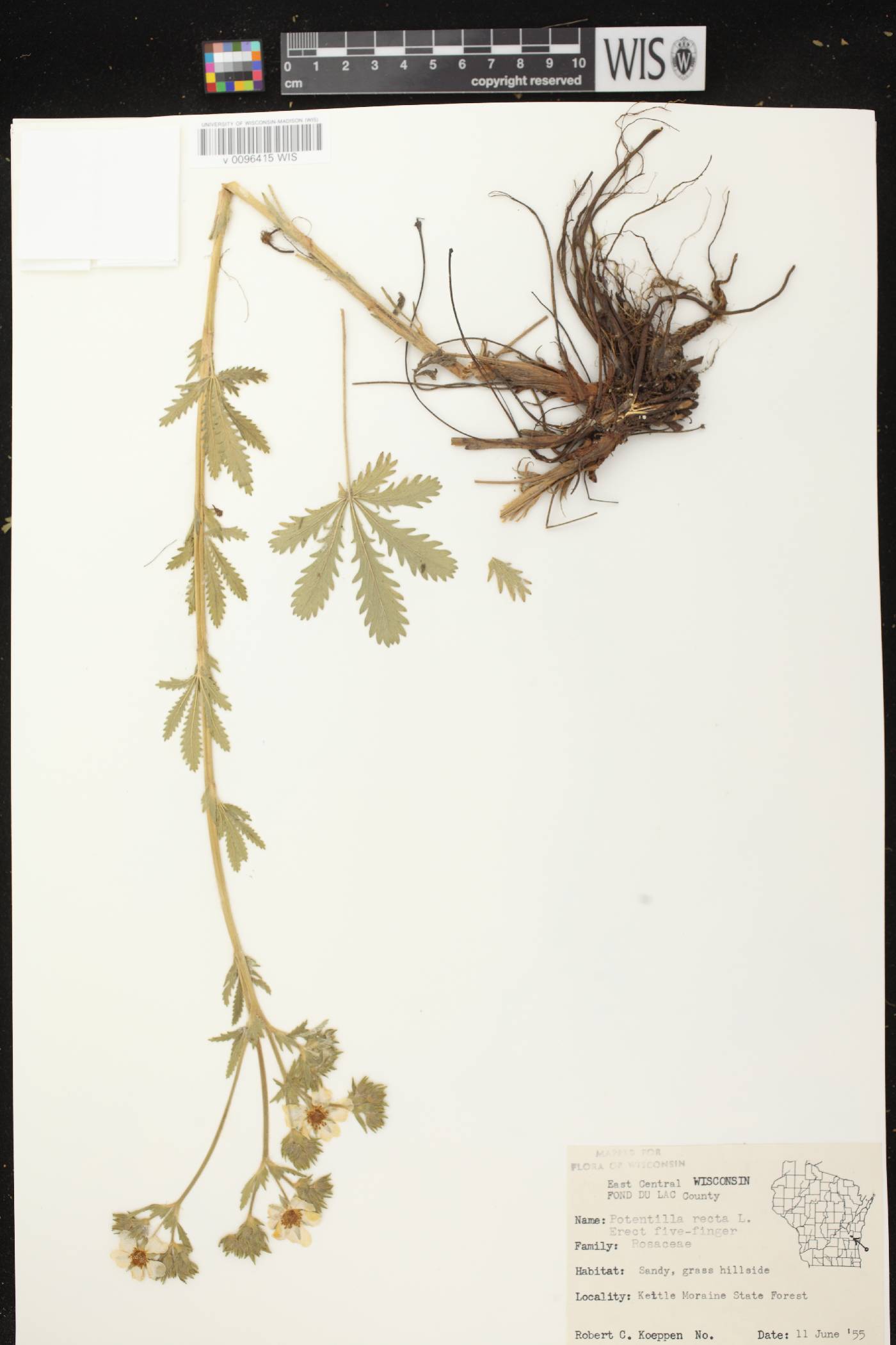 Potentilla recta image