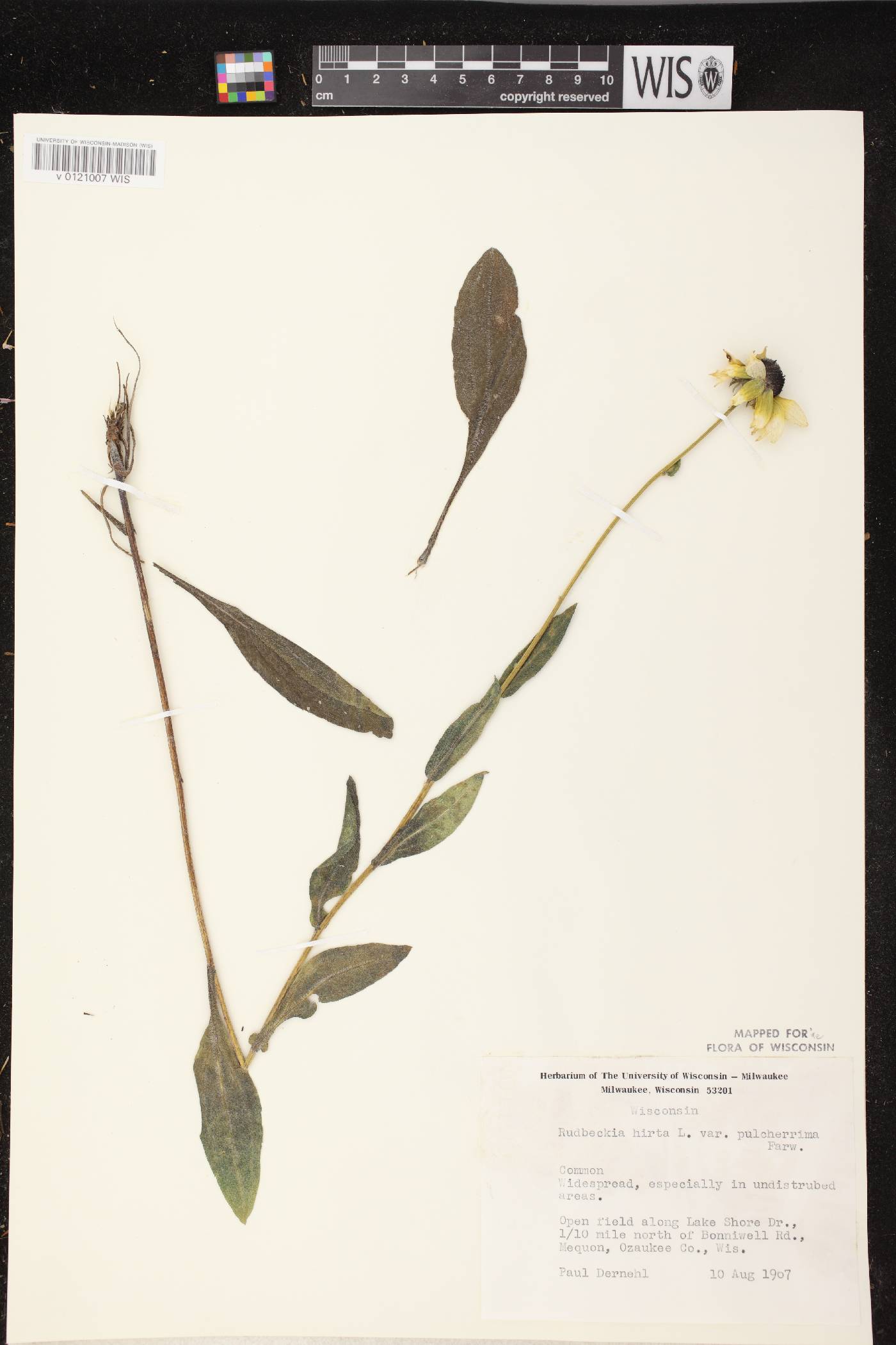 Rudbeckia hirta var. pulcherrima image