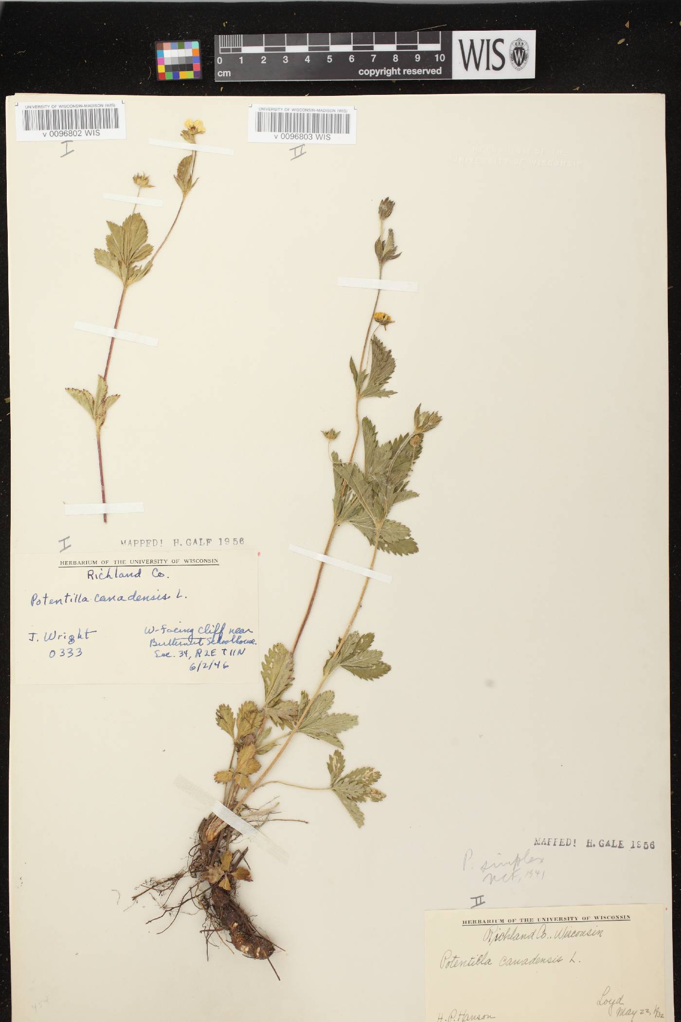 Potentilla simplex image