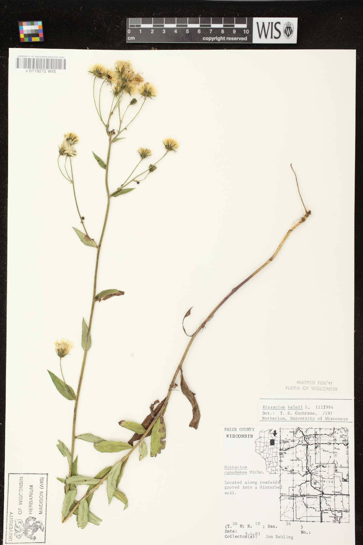 Hieracium umbellatum image