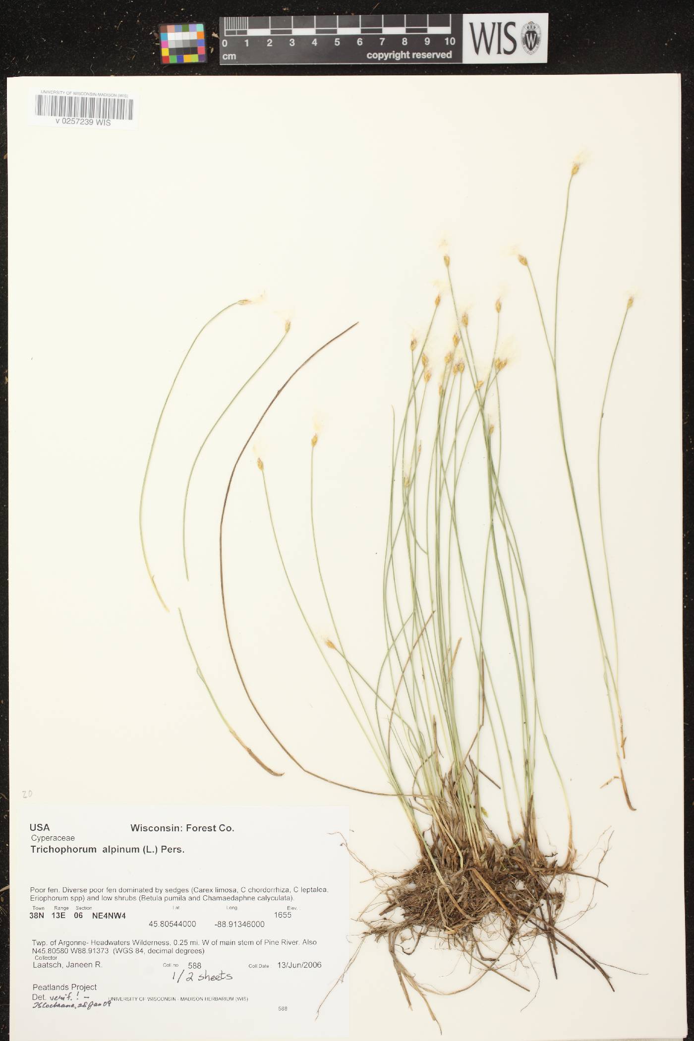 Trichophorum alpinum image