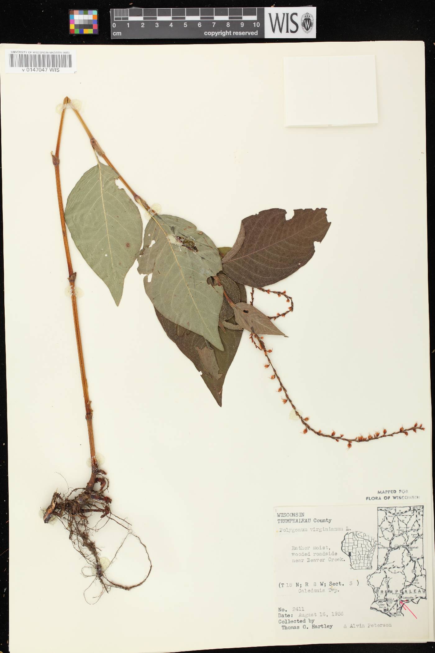 Persicaria virginiana image