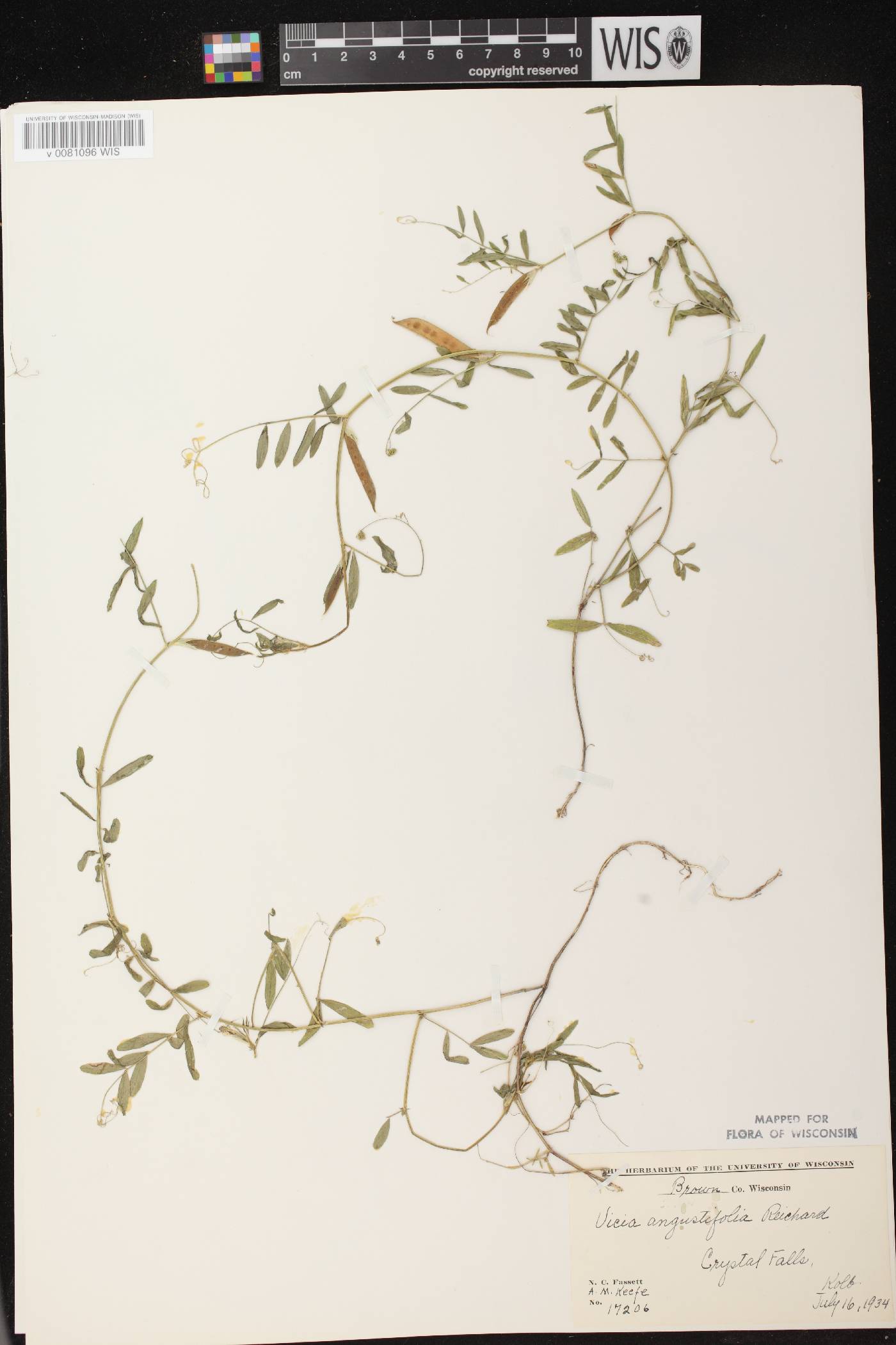 Vicia sativa subsp. nigra image
