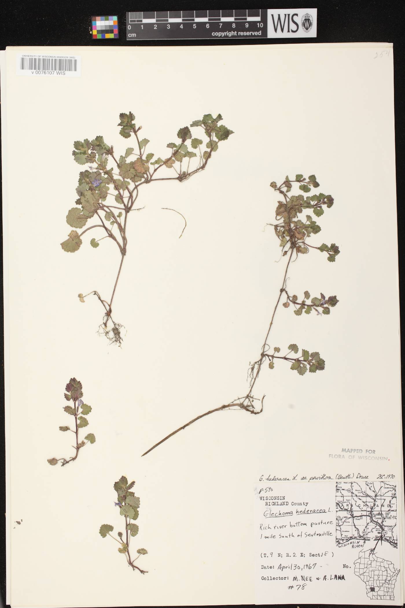 Glechoma hederacea image