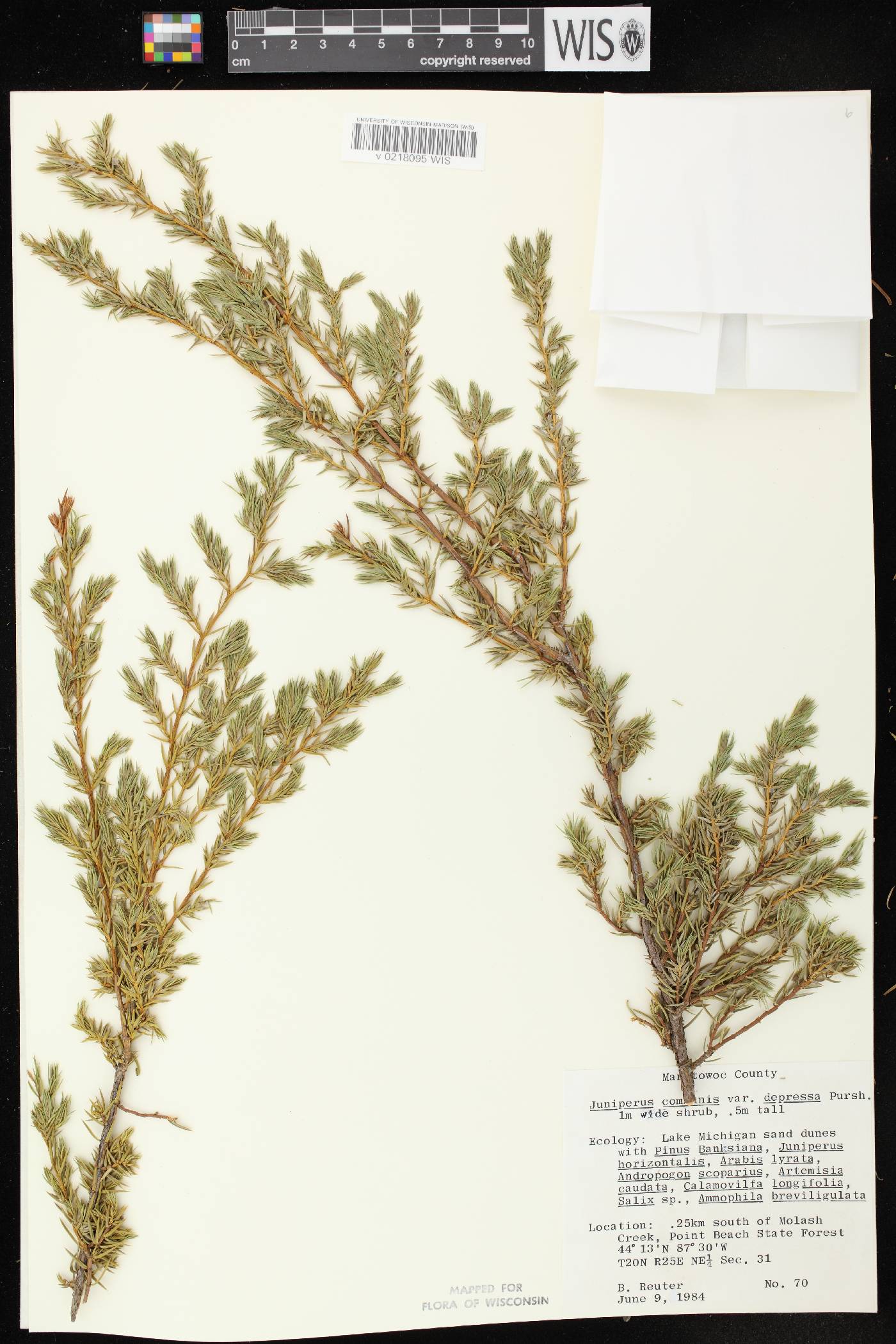 Juniperus communis image