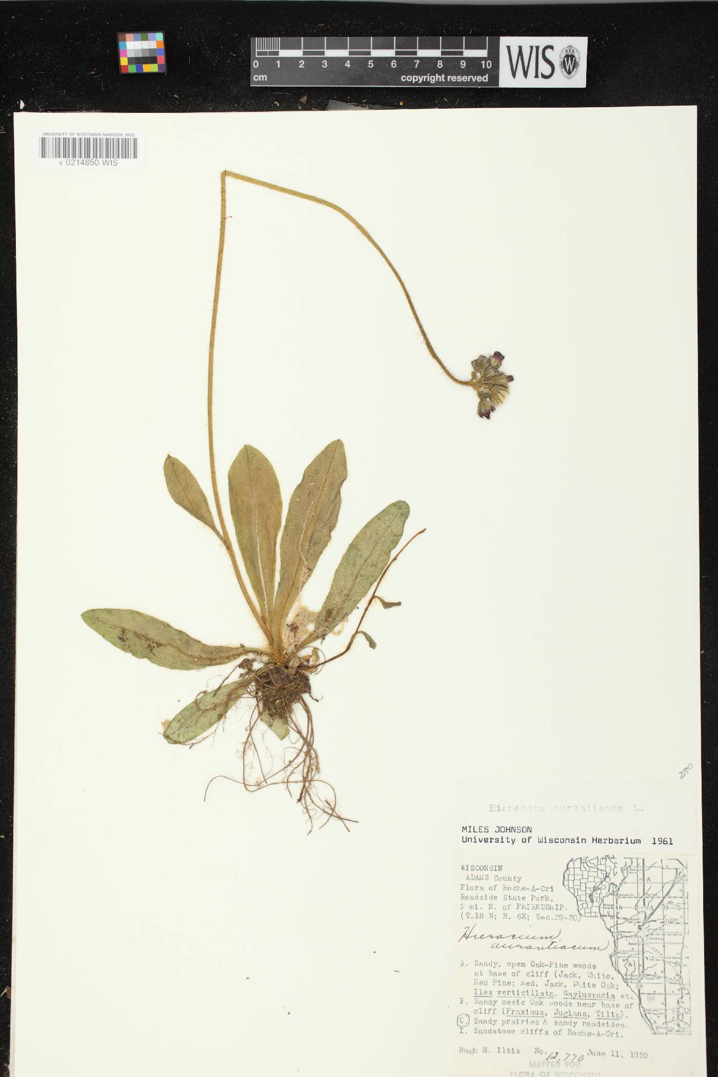Hieracium aurantiacum image