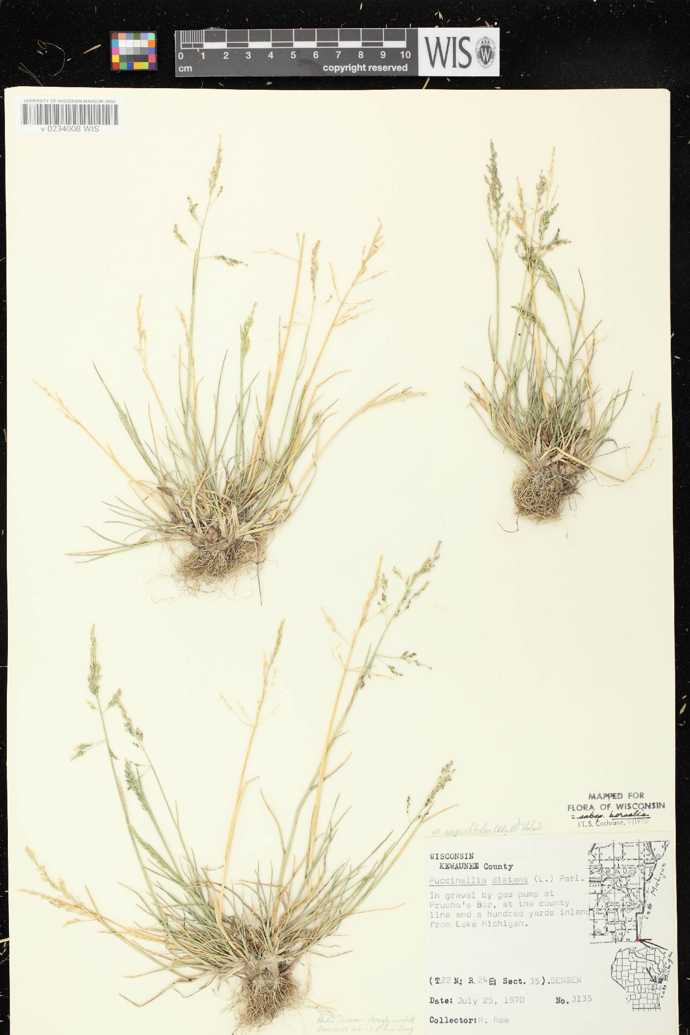 Puccinellia distans subsp. borealis image