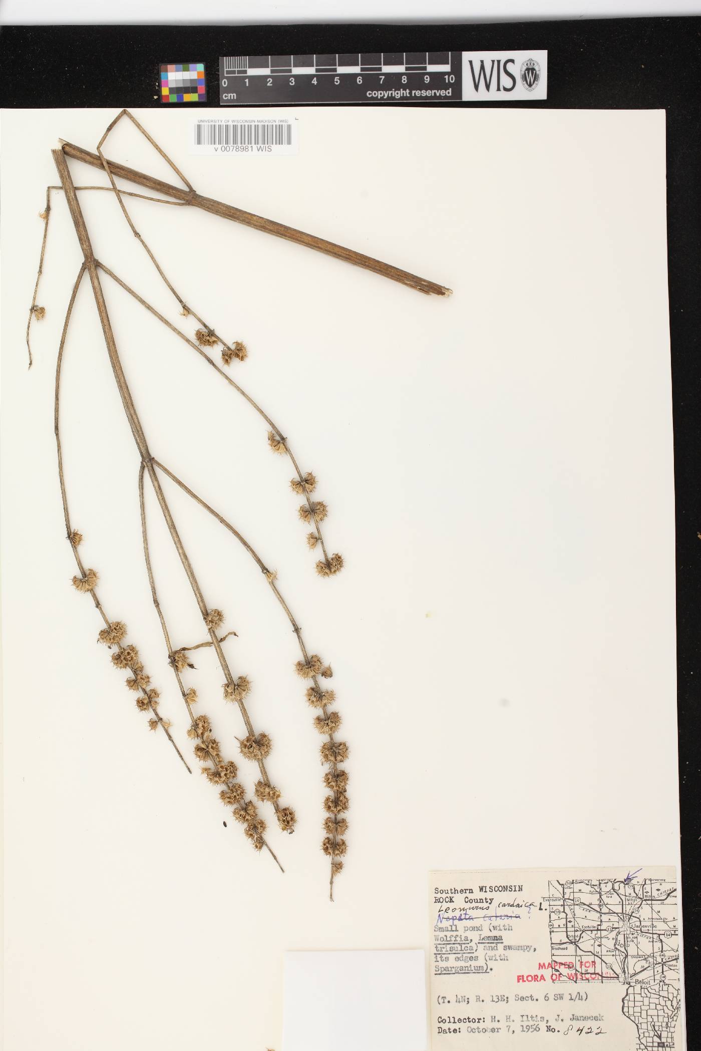 Leonurus cardiaca image