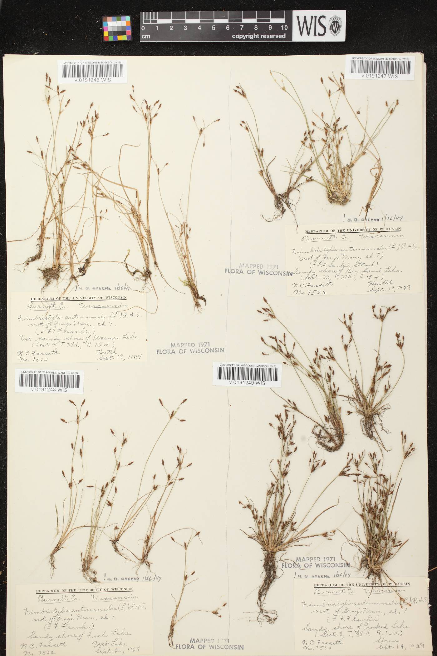 Fimbristylis autumnalis image