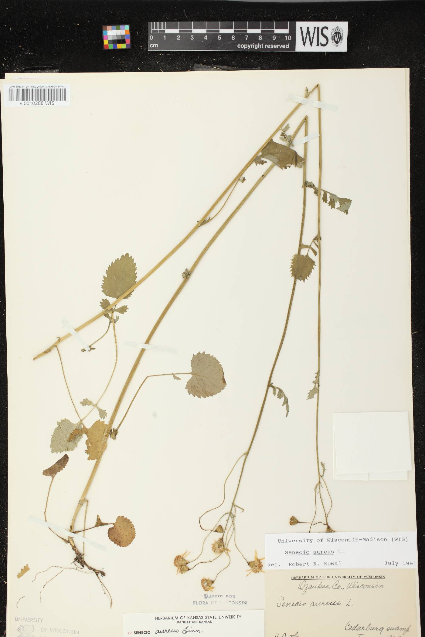 Packera aurea image