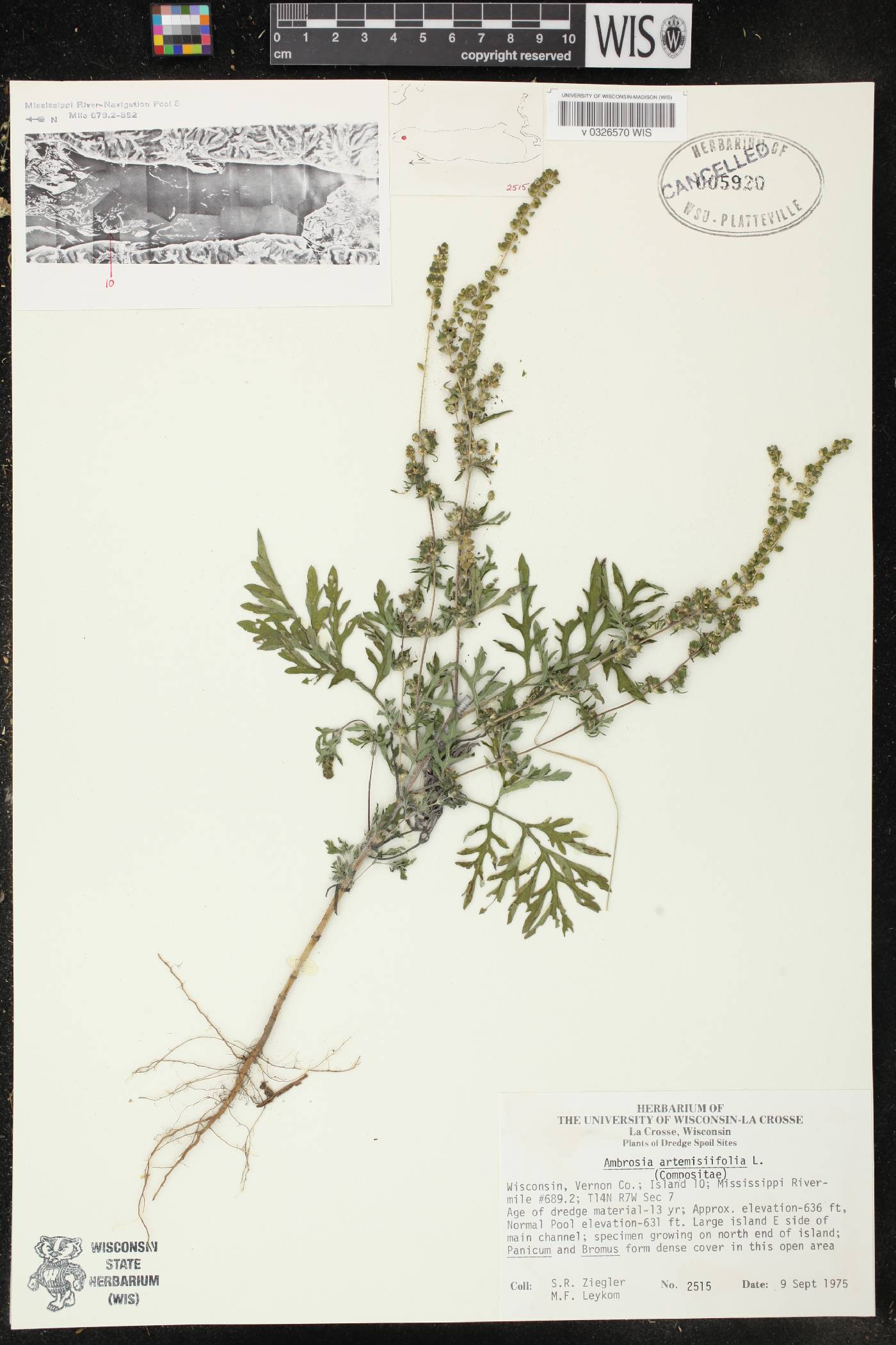 Ambrosia artemisiifolia image