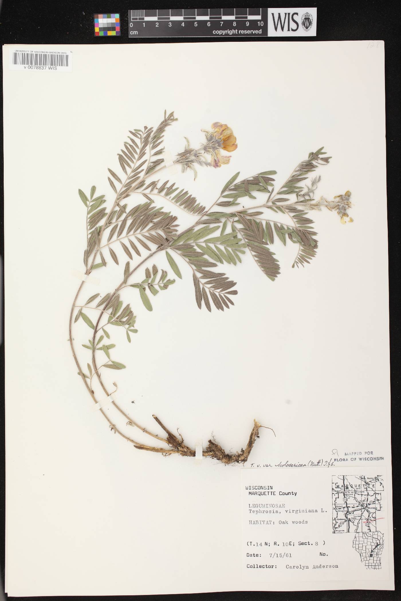 Tephrosia virginiana image