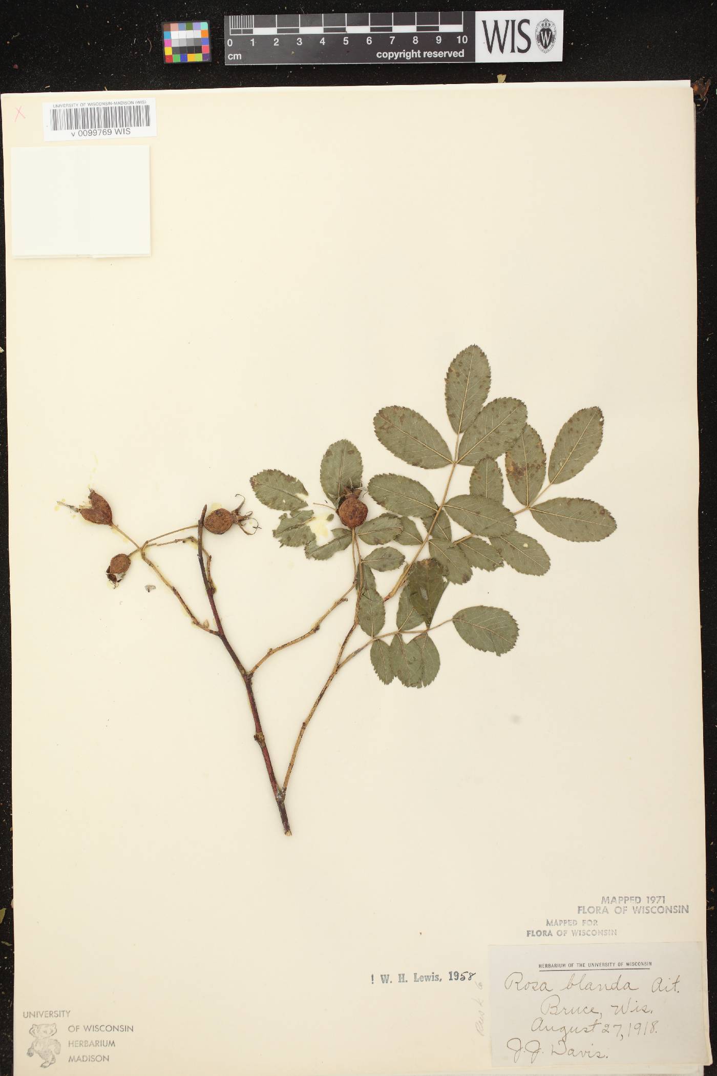 Rosa blanda image