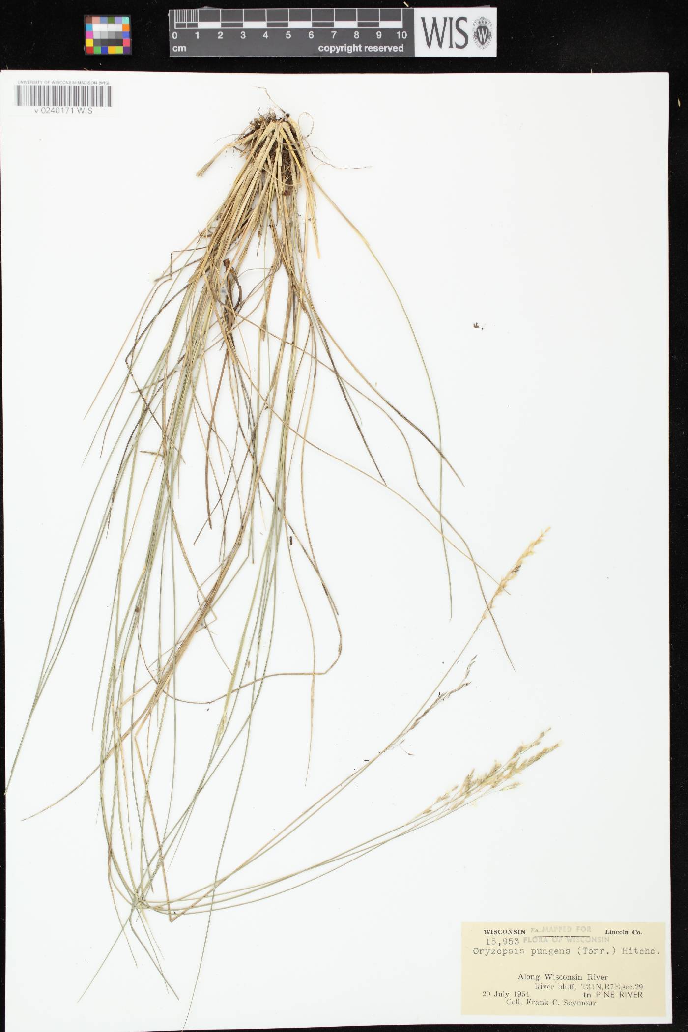 Piptatheropsis pungens image