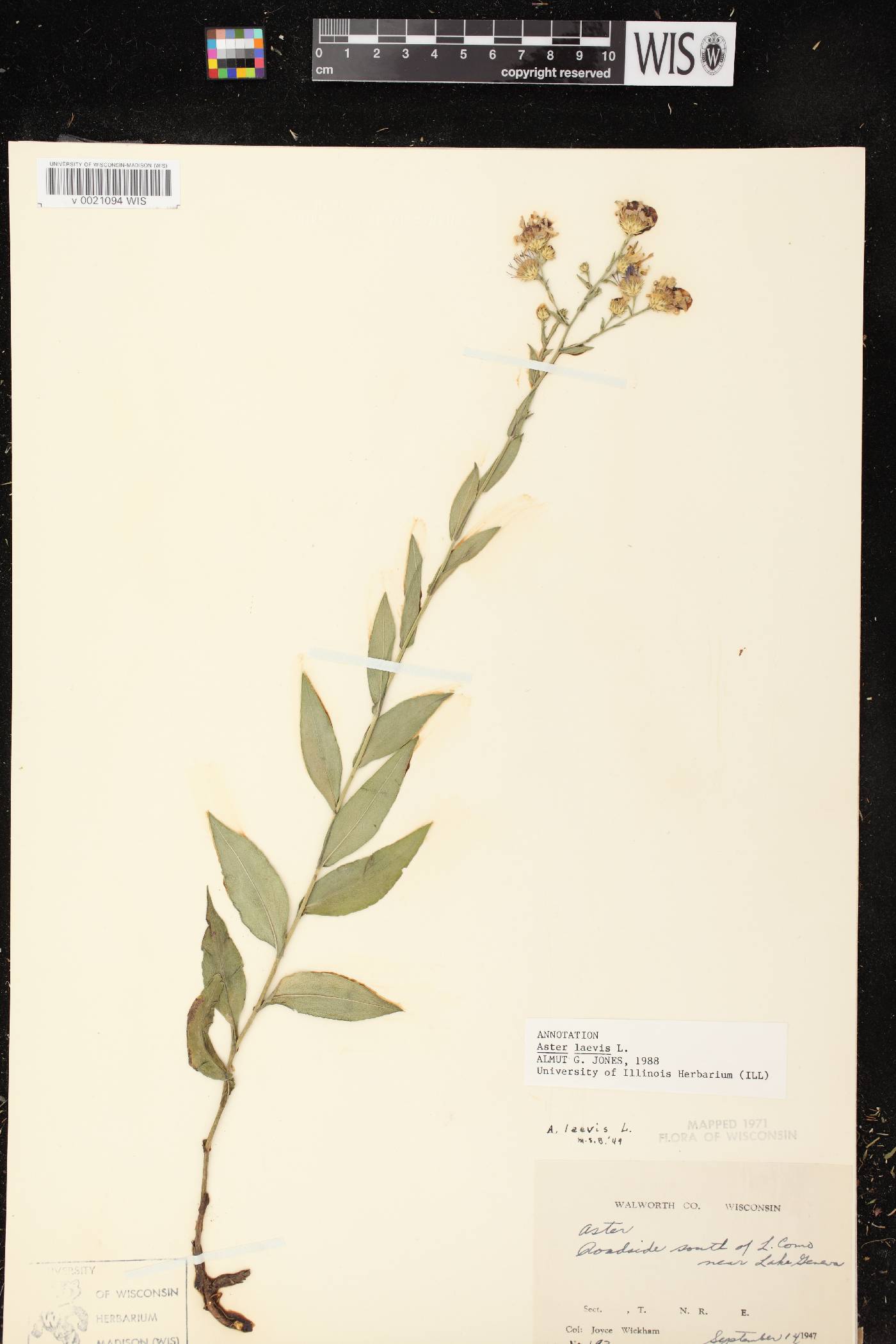Symphyotrichum laeve image
