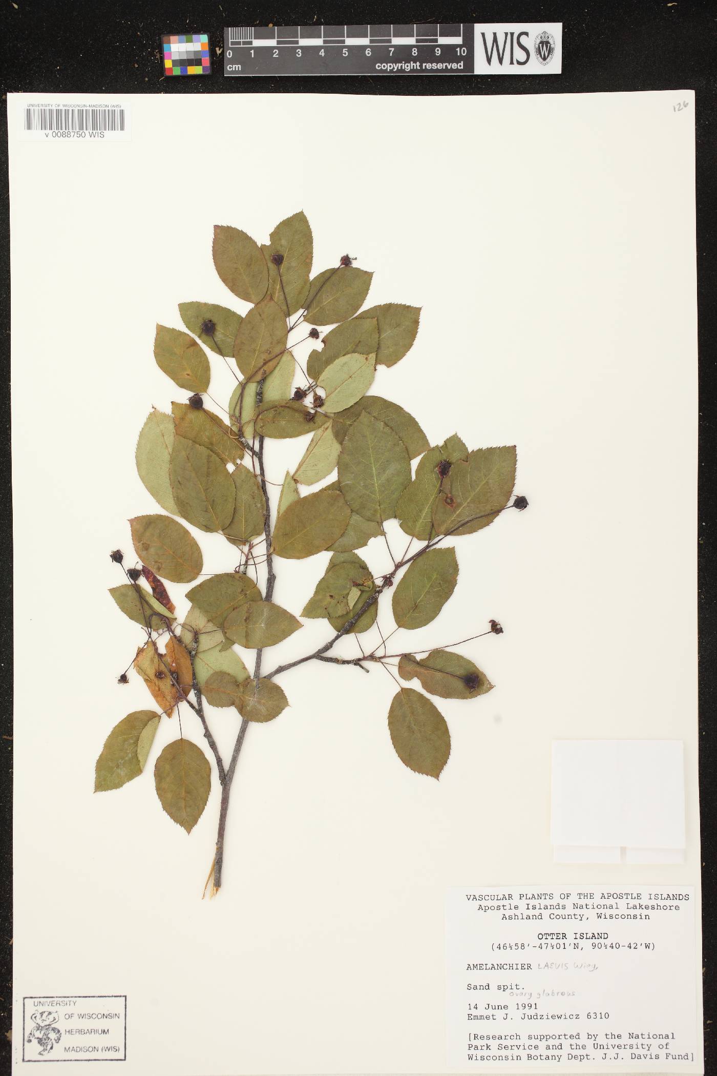 Amelanchier laevis image