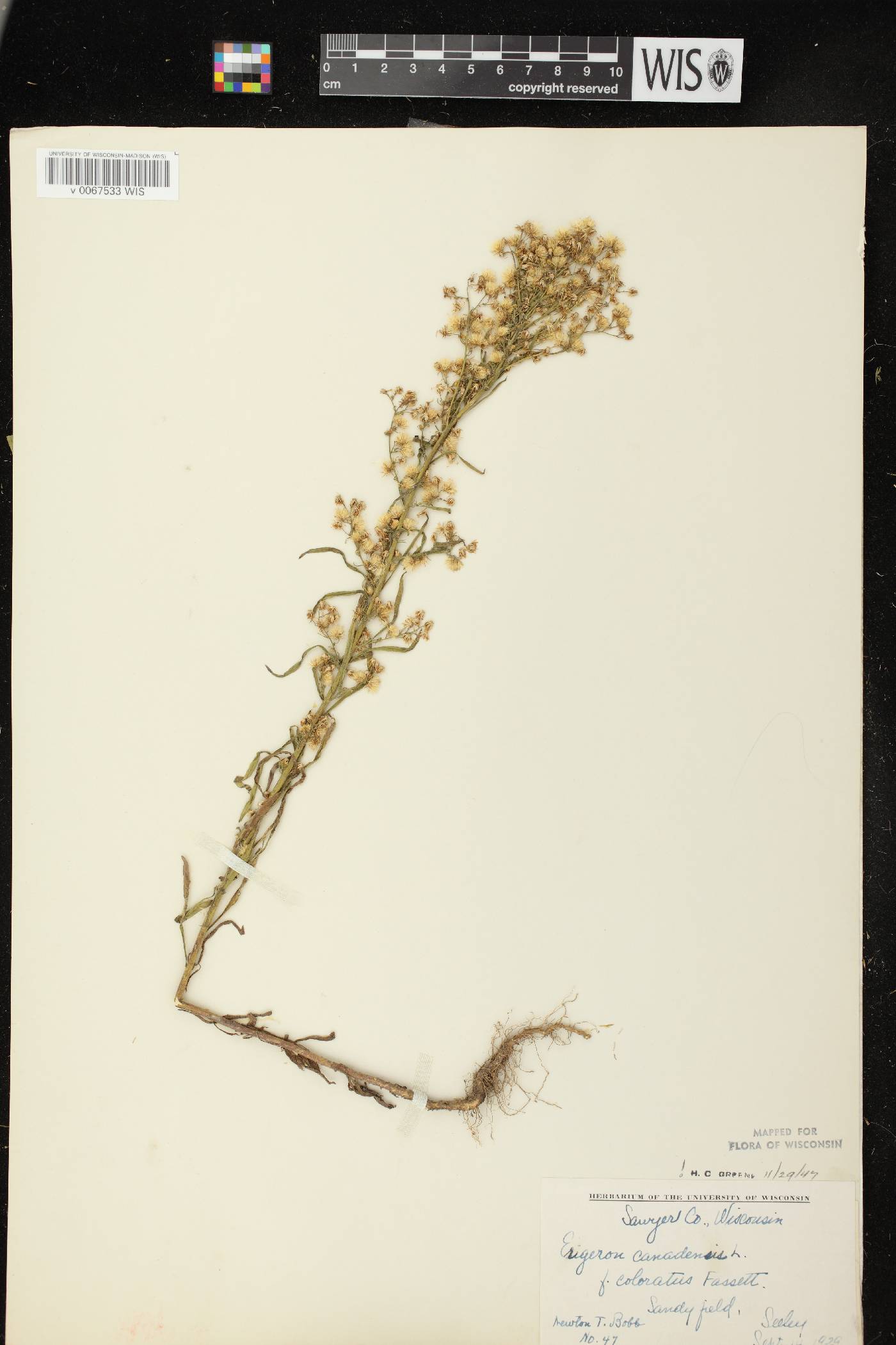 Conyza canadensis image