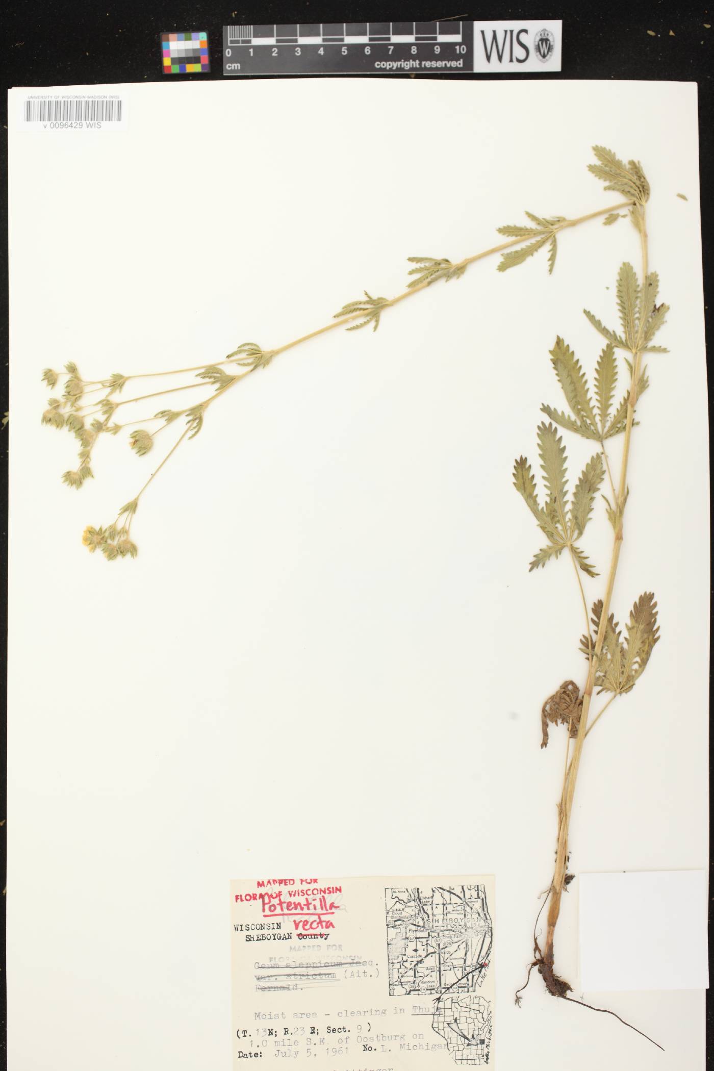 Potentilla recta image